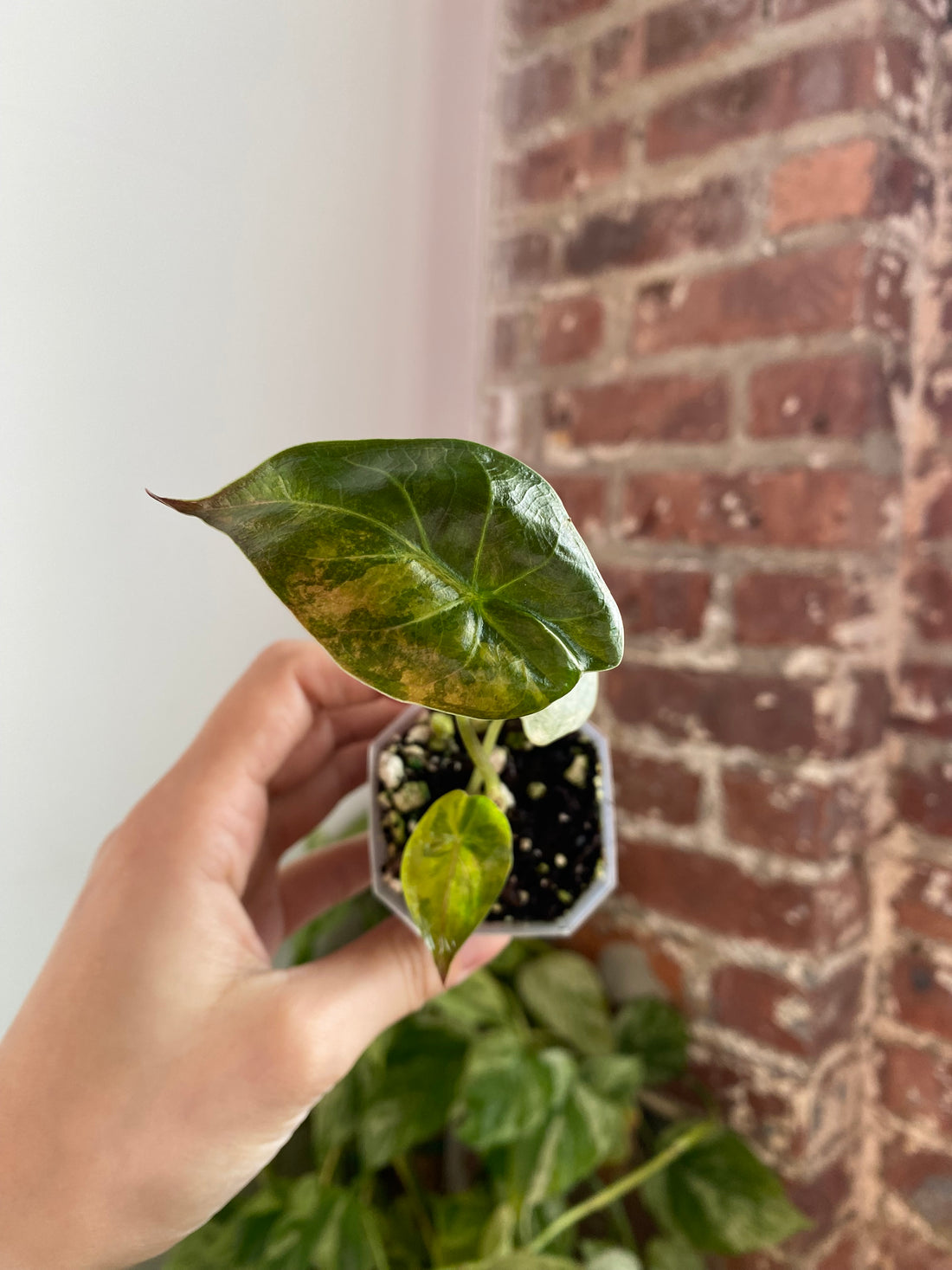 2" Potted Alocasia Wentii Aurea  6042