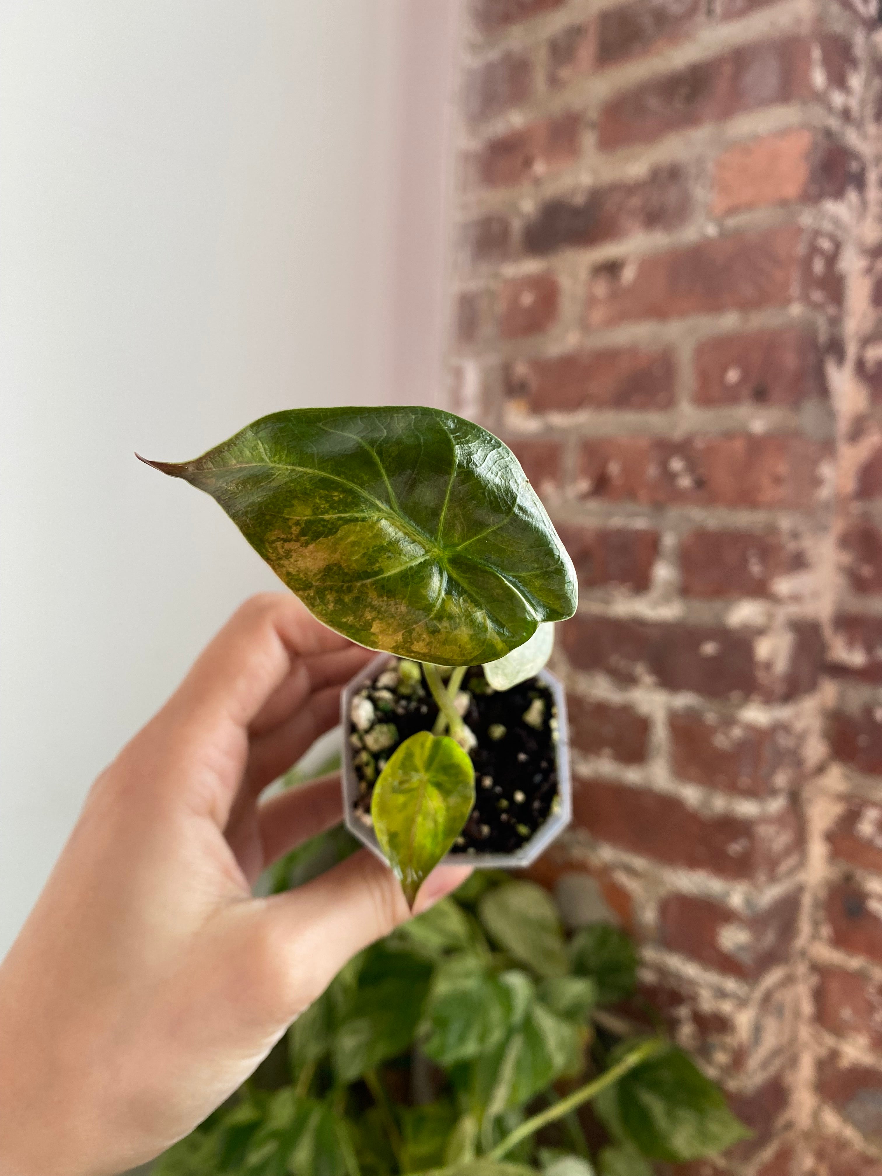 2" Potted Alocasia Wentii Aurea  6042