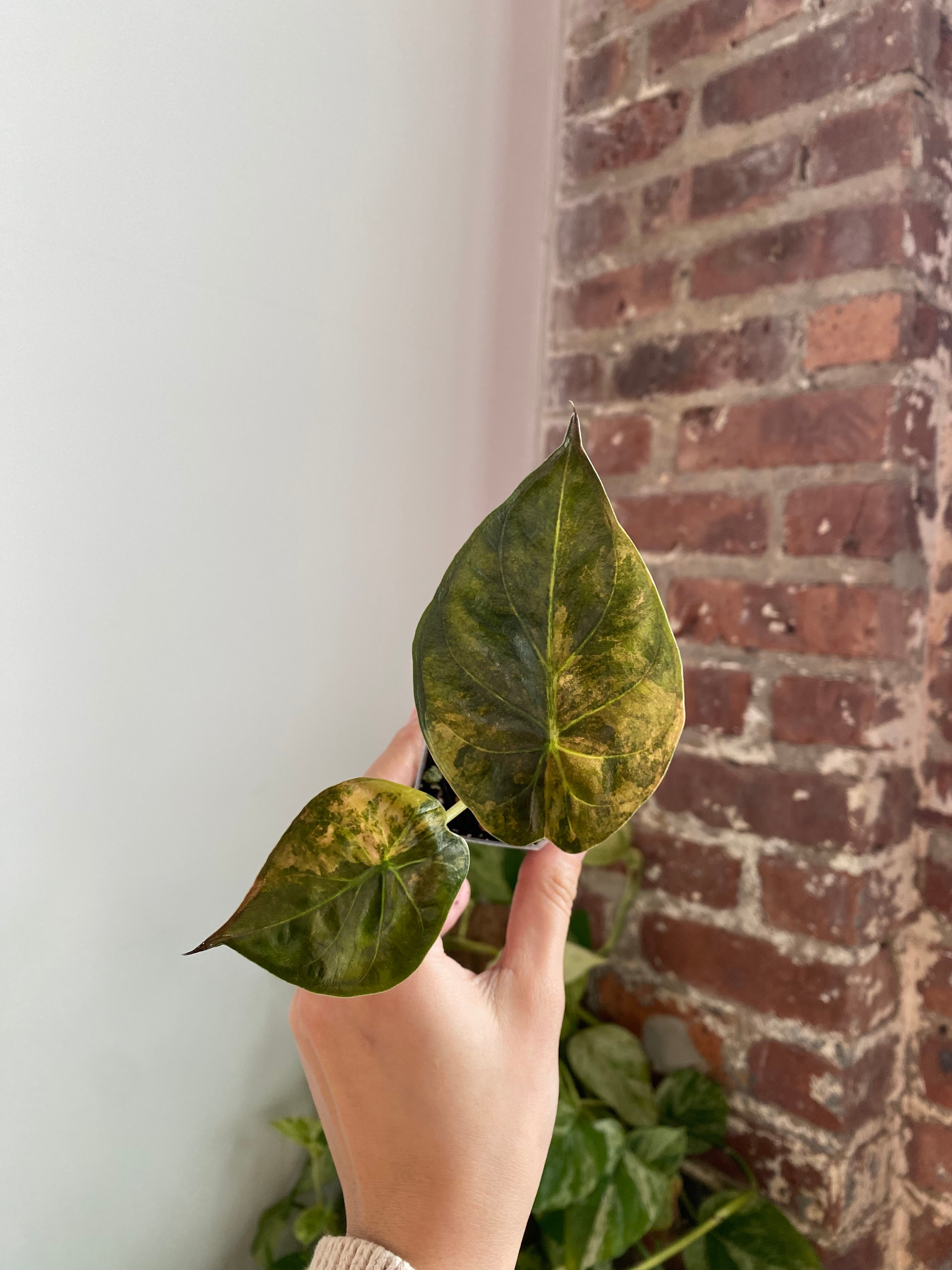 2" Potted Alocasia Wentii Aurea 6043