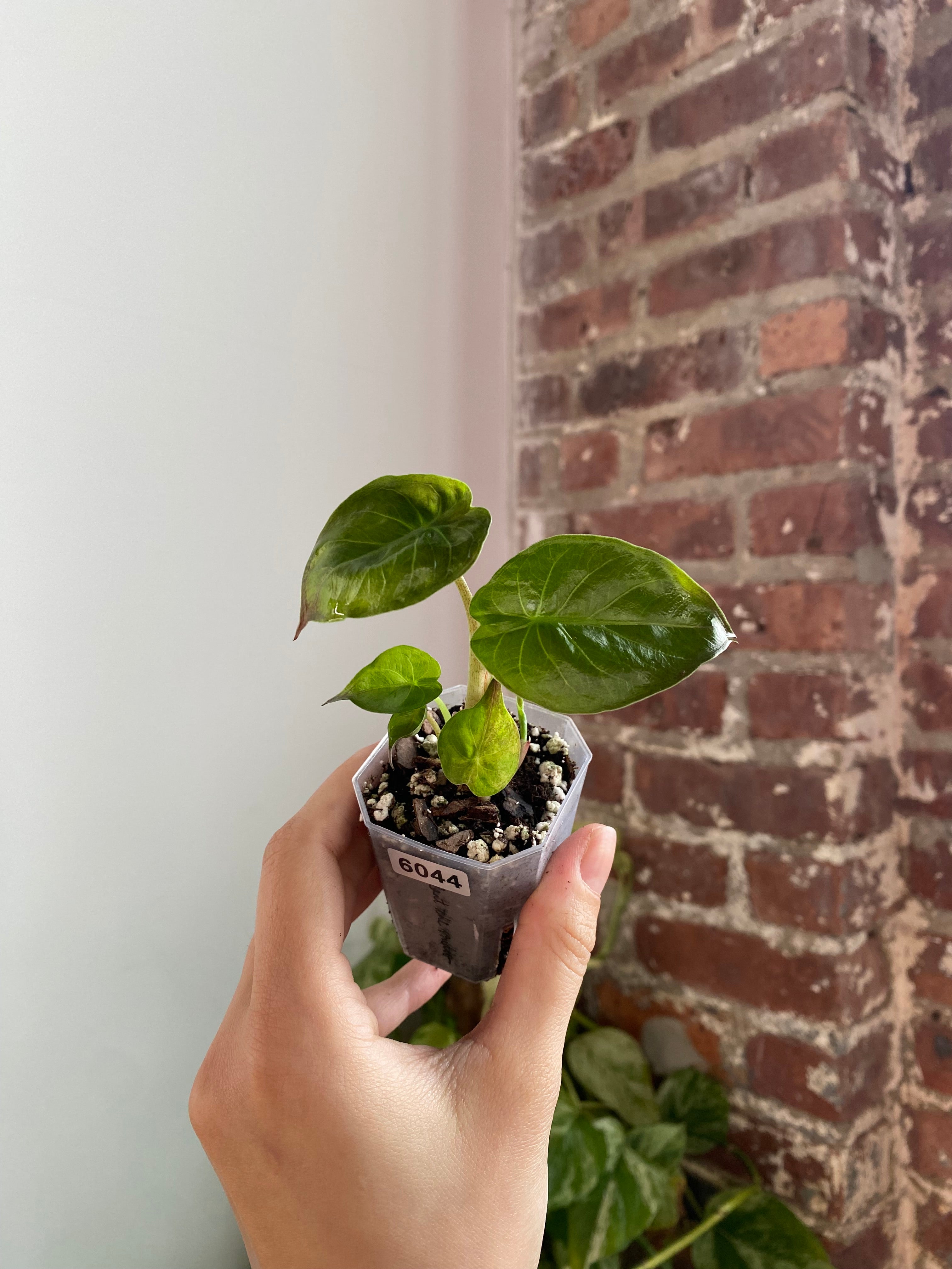 2" Potted Alocasia Wentii Aurea 6044