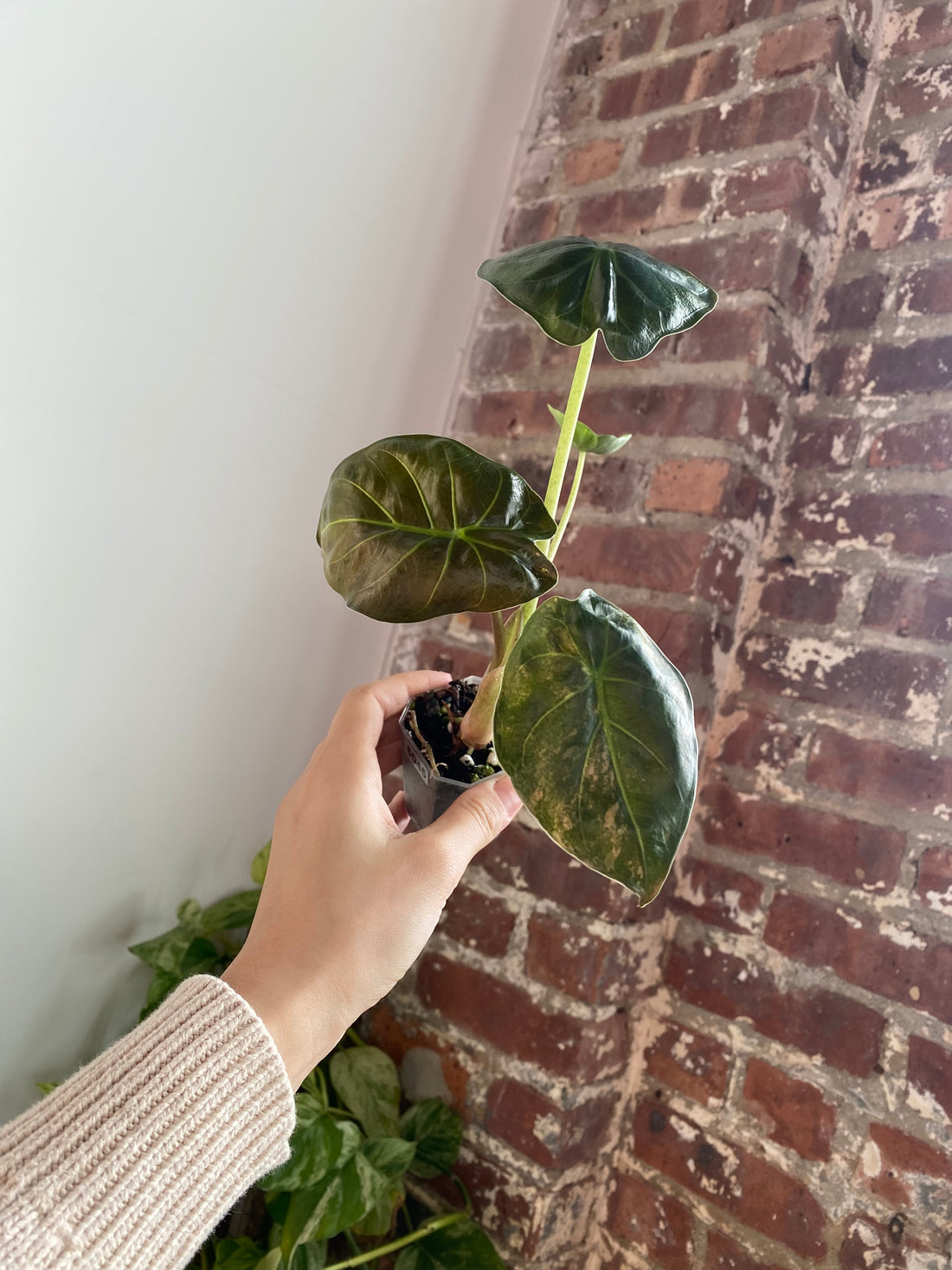 2" Potted Alocasia Wentii Aurea 6045