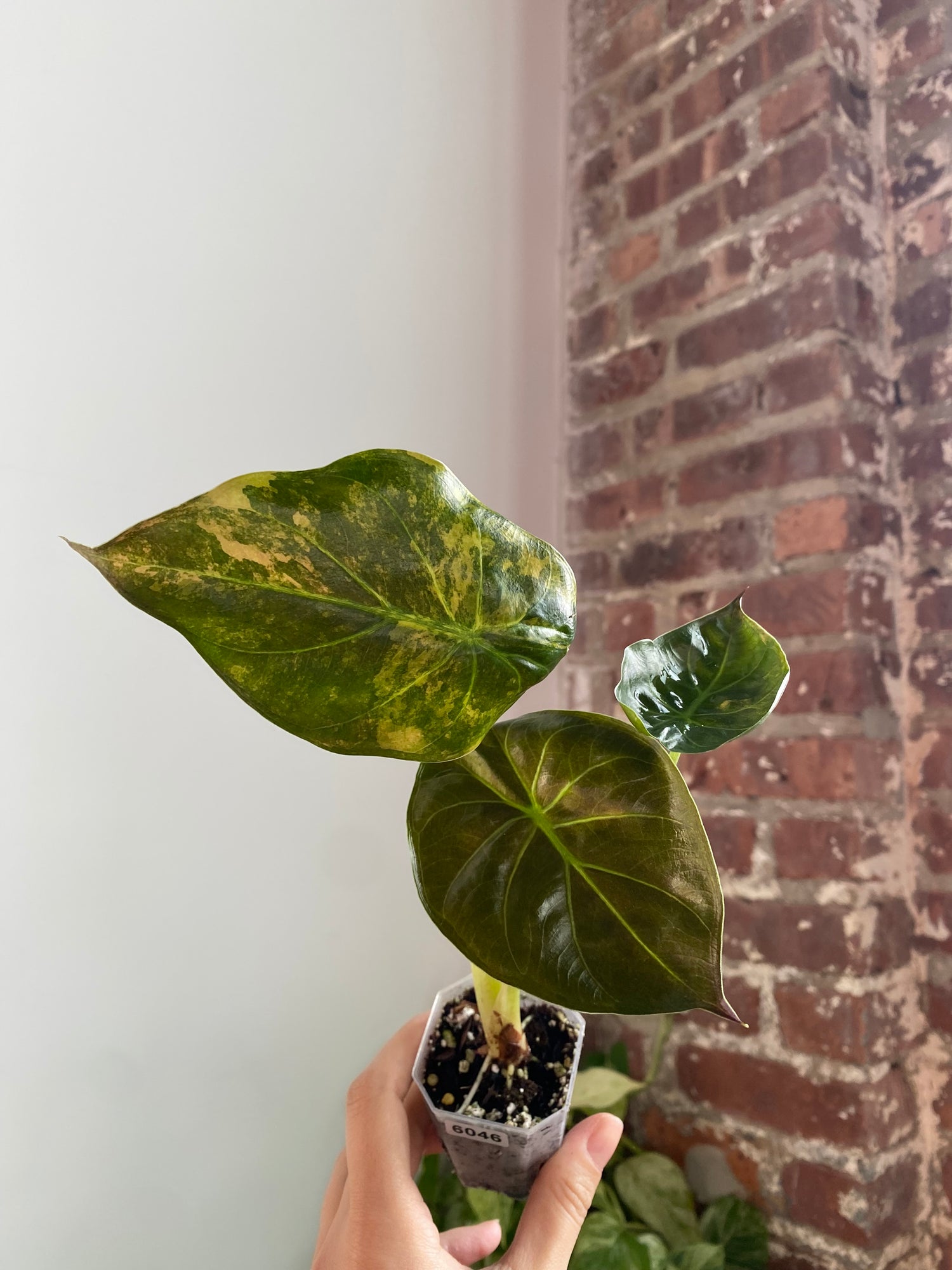 2" Potted Alocasia Wentii Aurea 6046