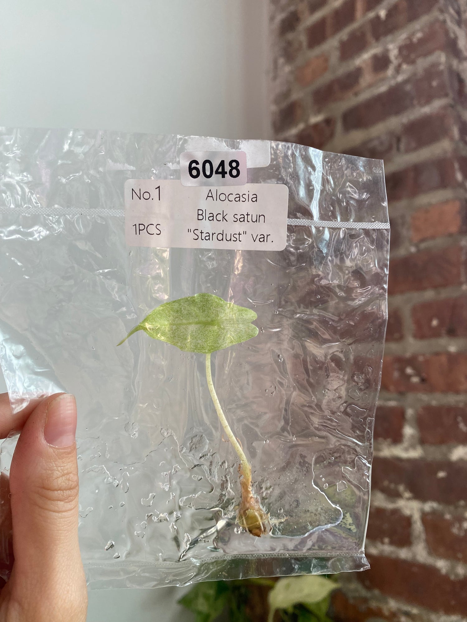 Alocasia Black Satun "Stardust" TC 6048