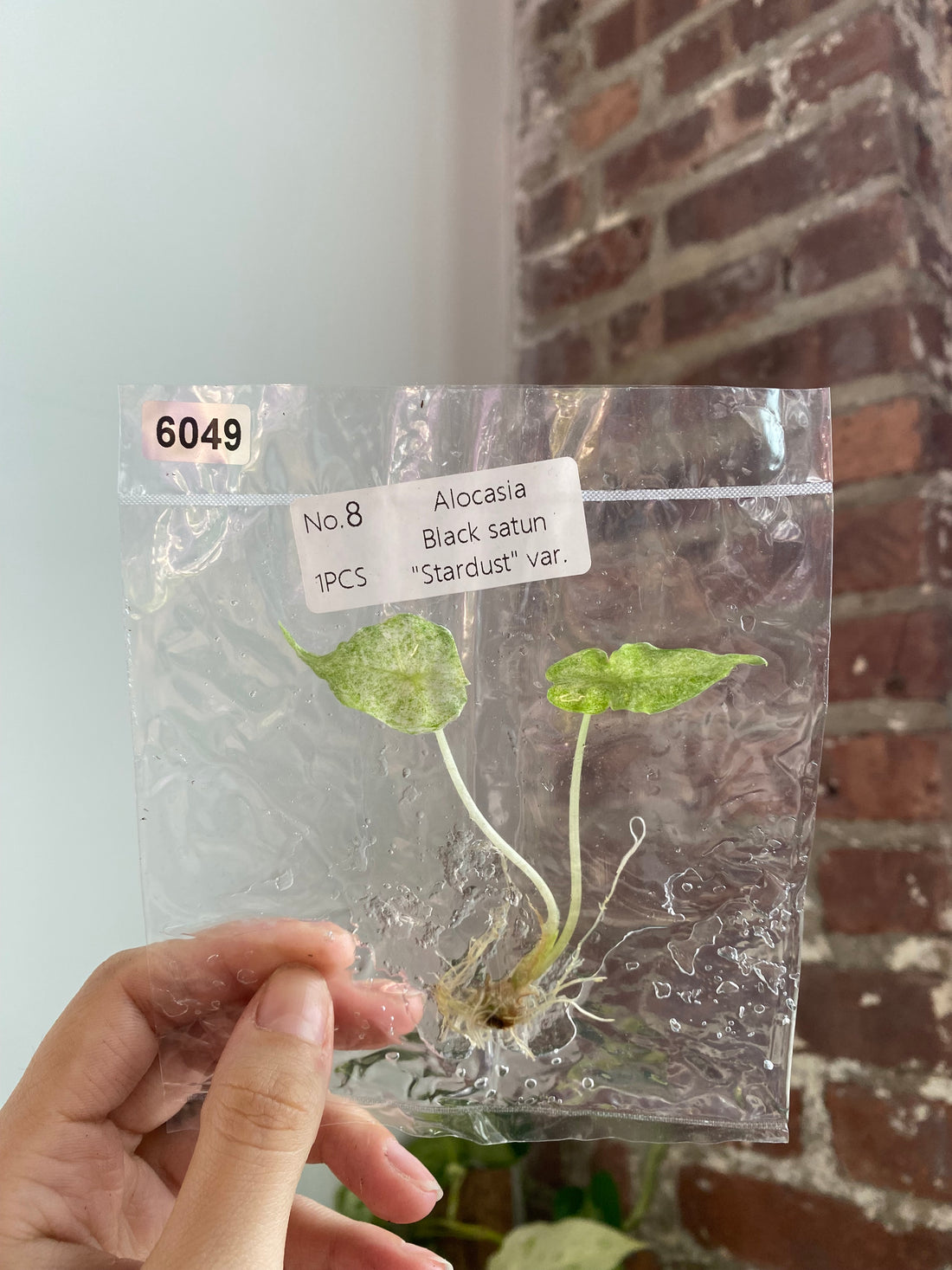 Alocasia Black Satun "Stardust" TC 6049