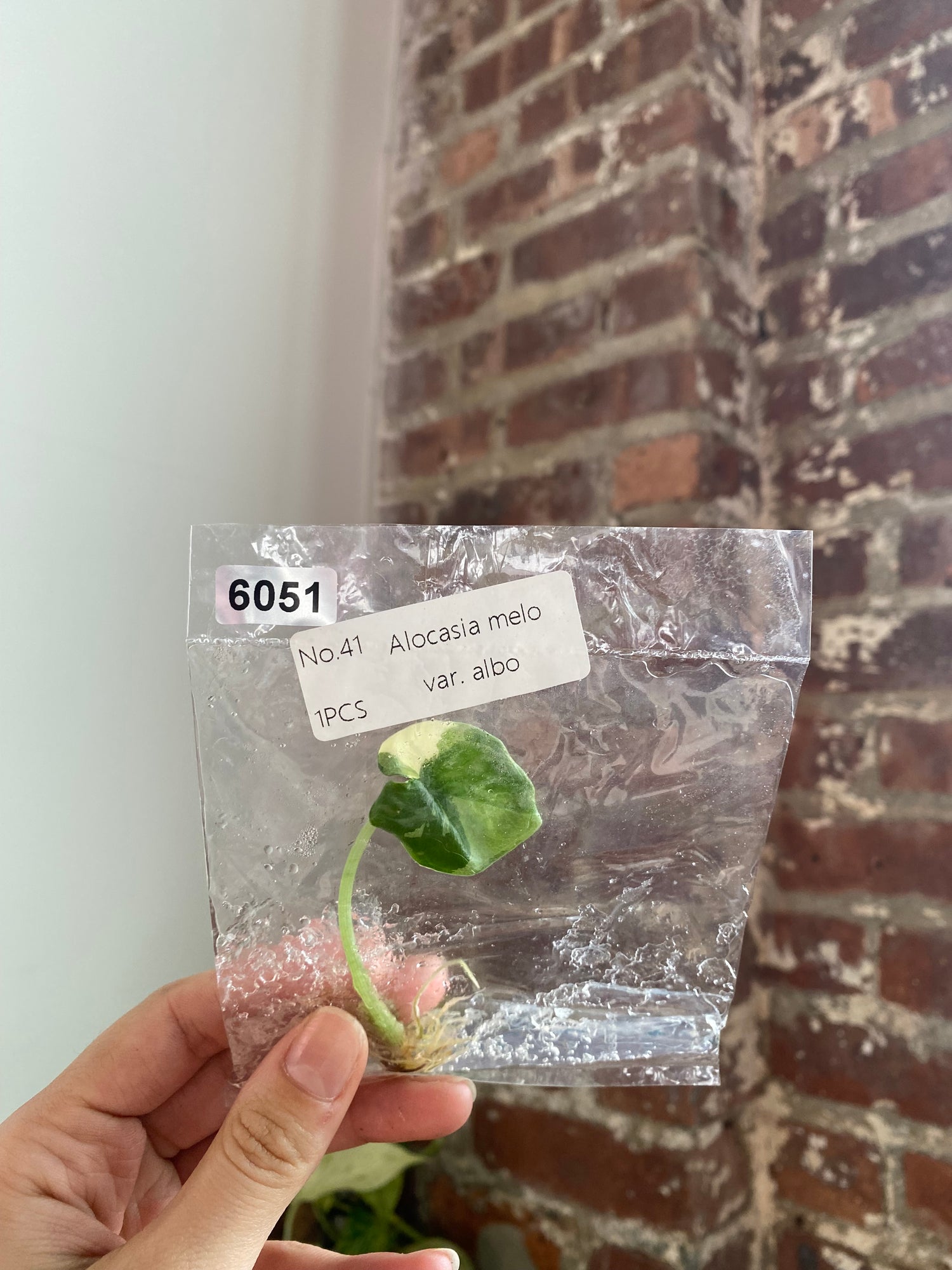 Alocasia Melo Albo TC 6051