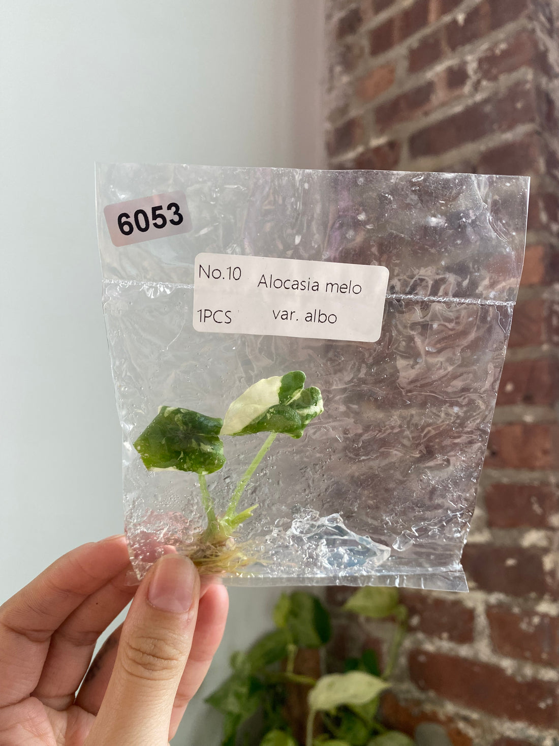 Alocasia Melo Albo TC 6053