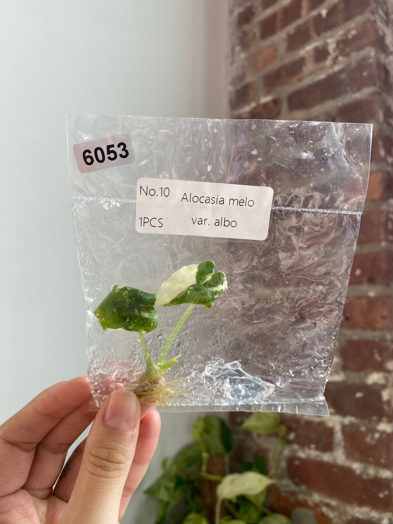 Alocasia Melo Albo TC 6053