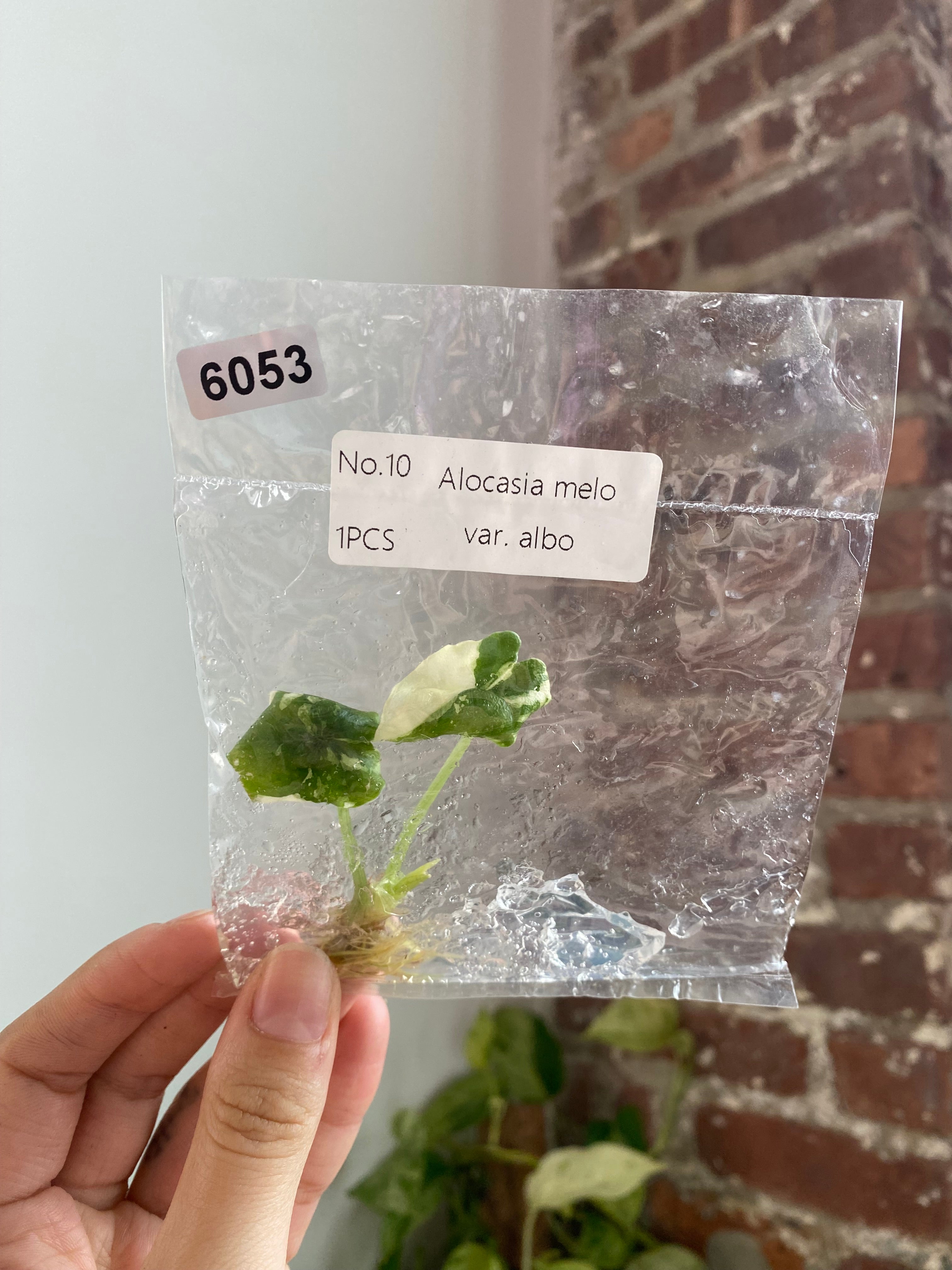 Alocasia Melo Albo TC 6053