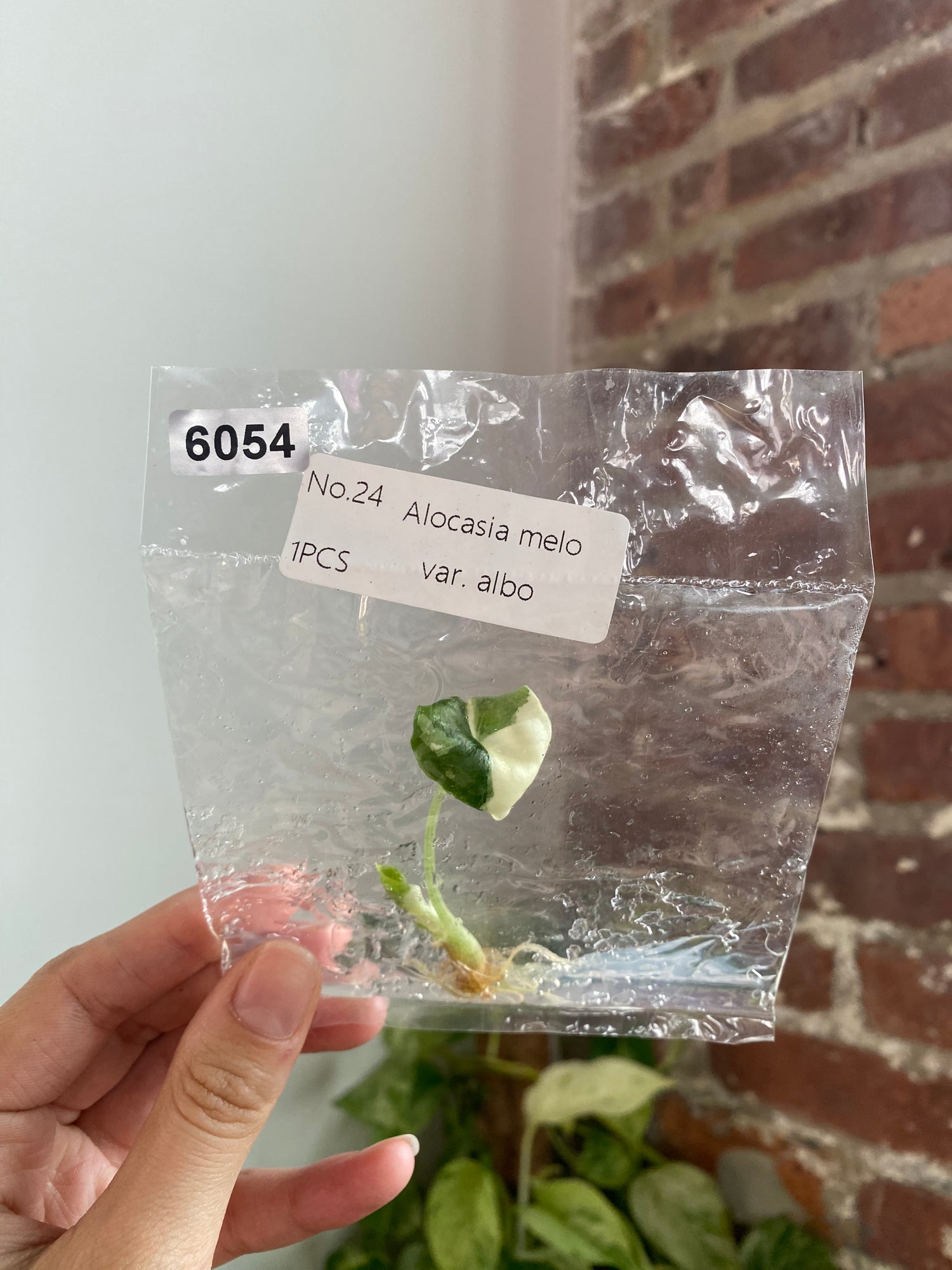 Alocasia Melo Albo TC 6054