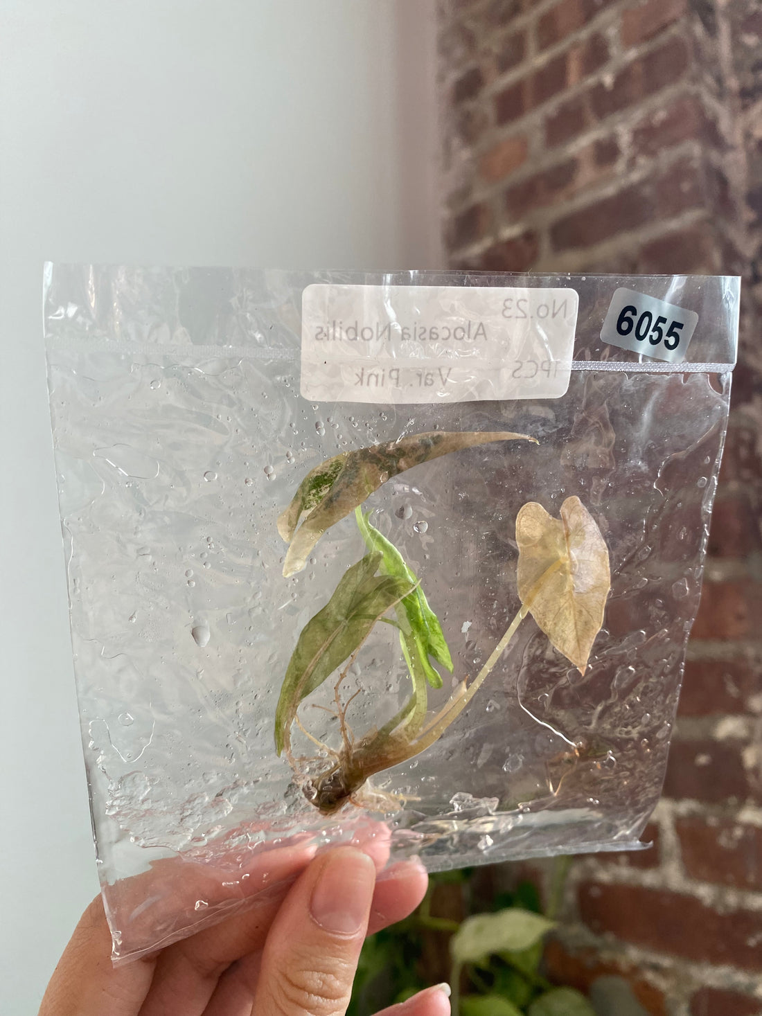 Alocasia Pink Nobilis TC 6055