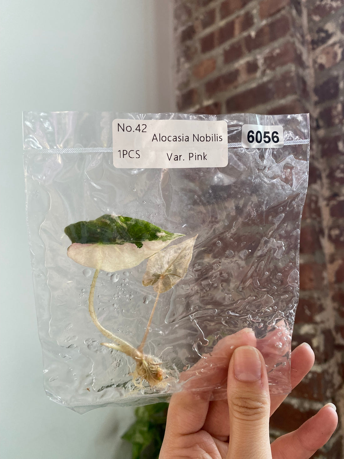 Alocasia Pink Nobilis TC 6056