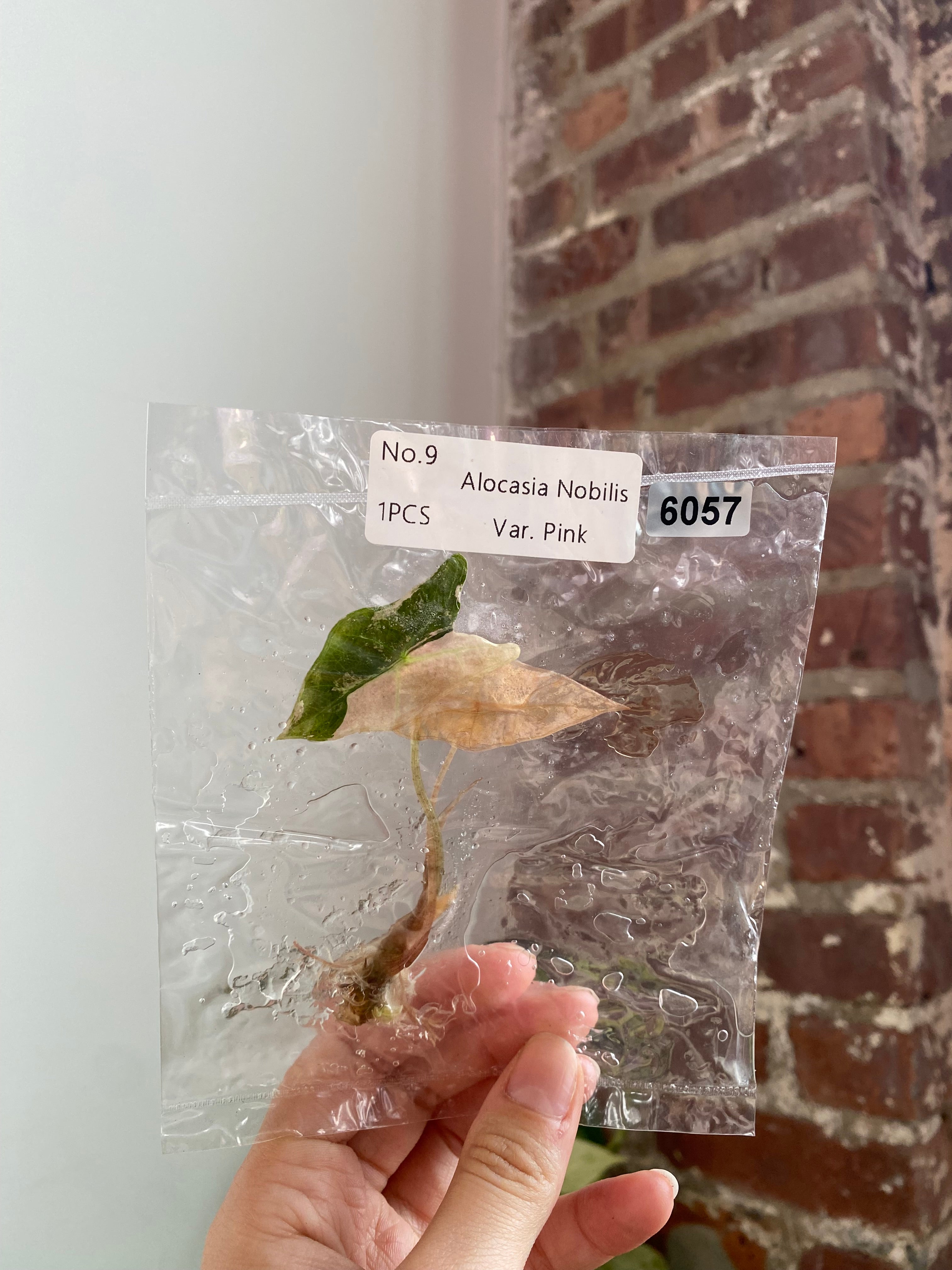 Alocasia Pink Nobilis TC 6057
