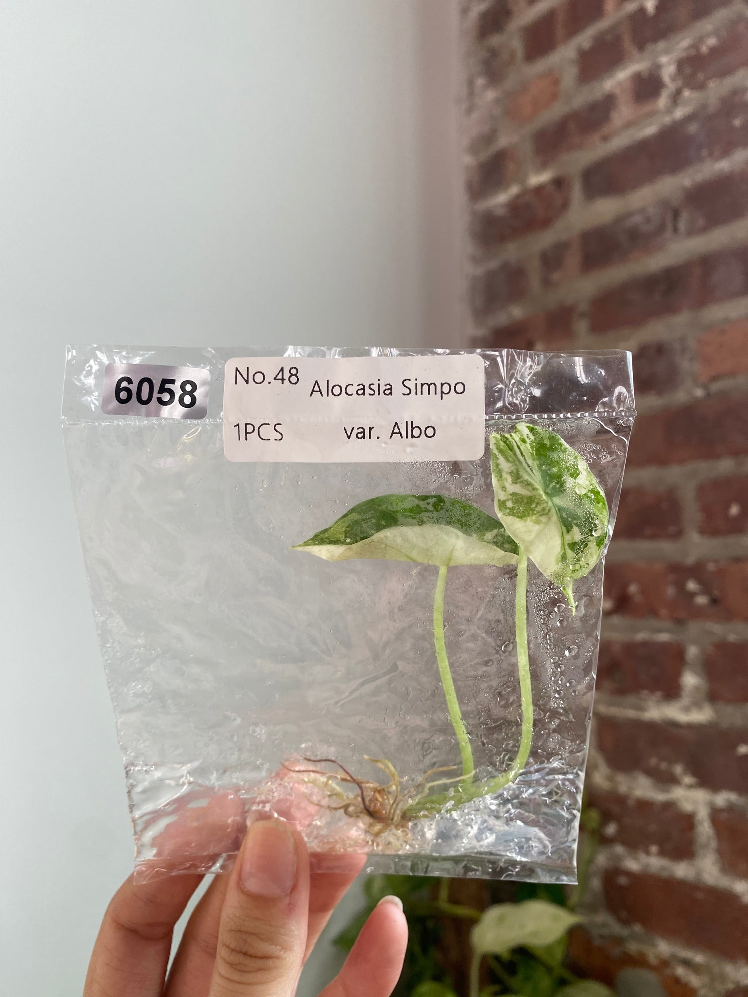 Alocasia Simpo Albo TC 6058