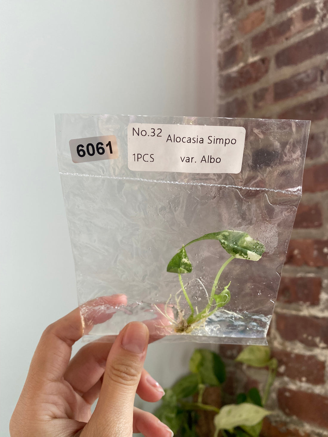 Alocasia Simpo Albo TC 6061