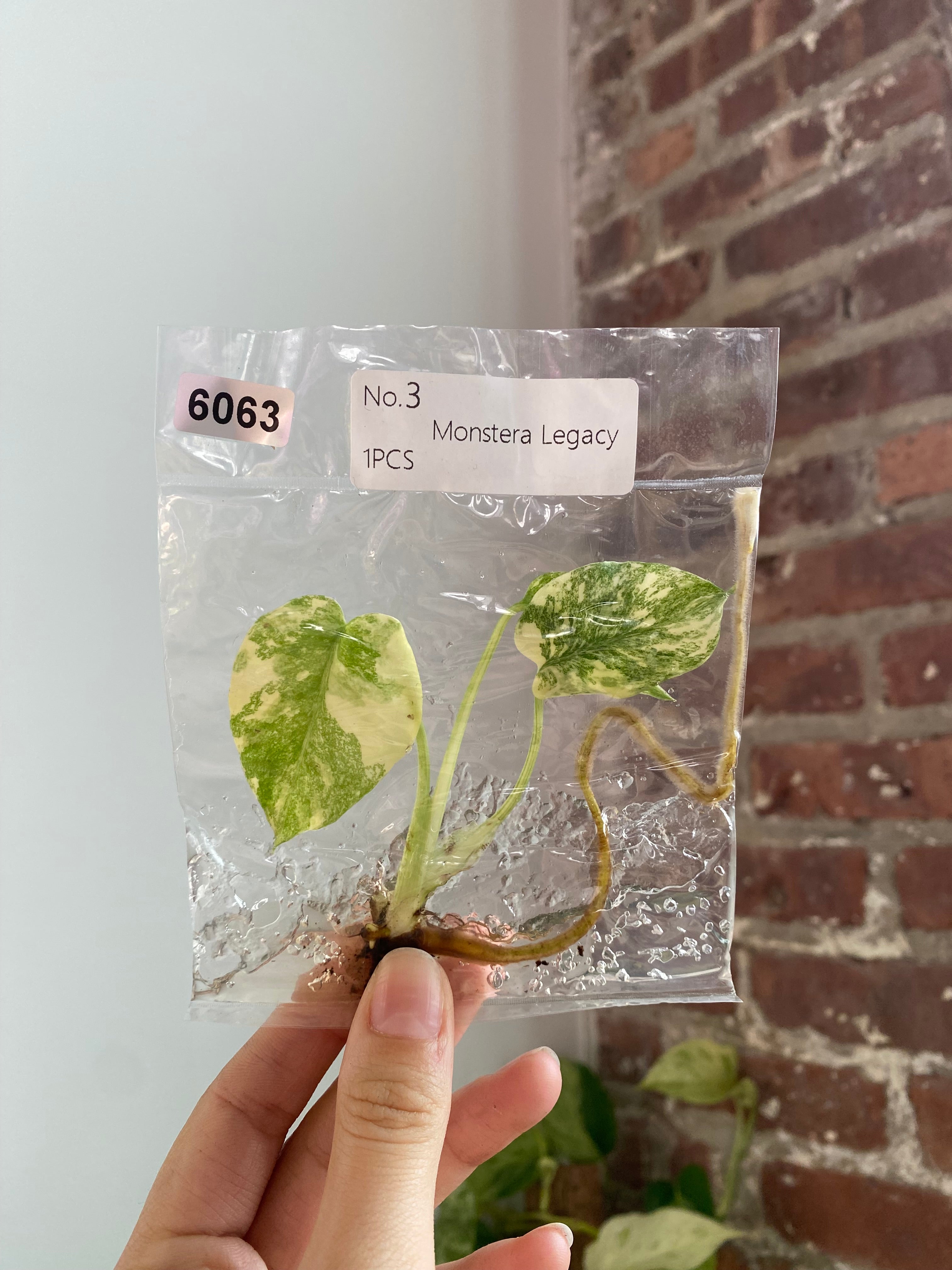 Monstera Legacy TC 6063