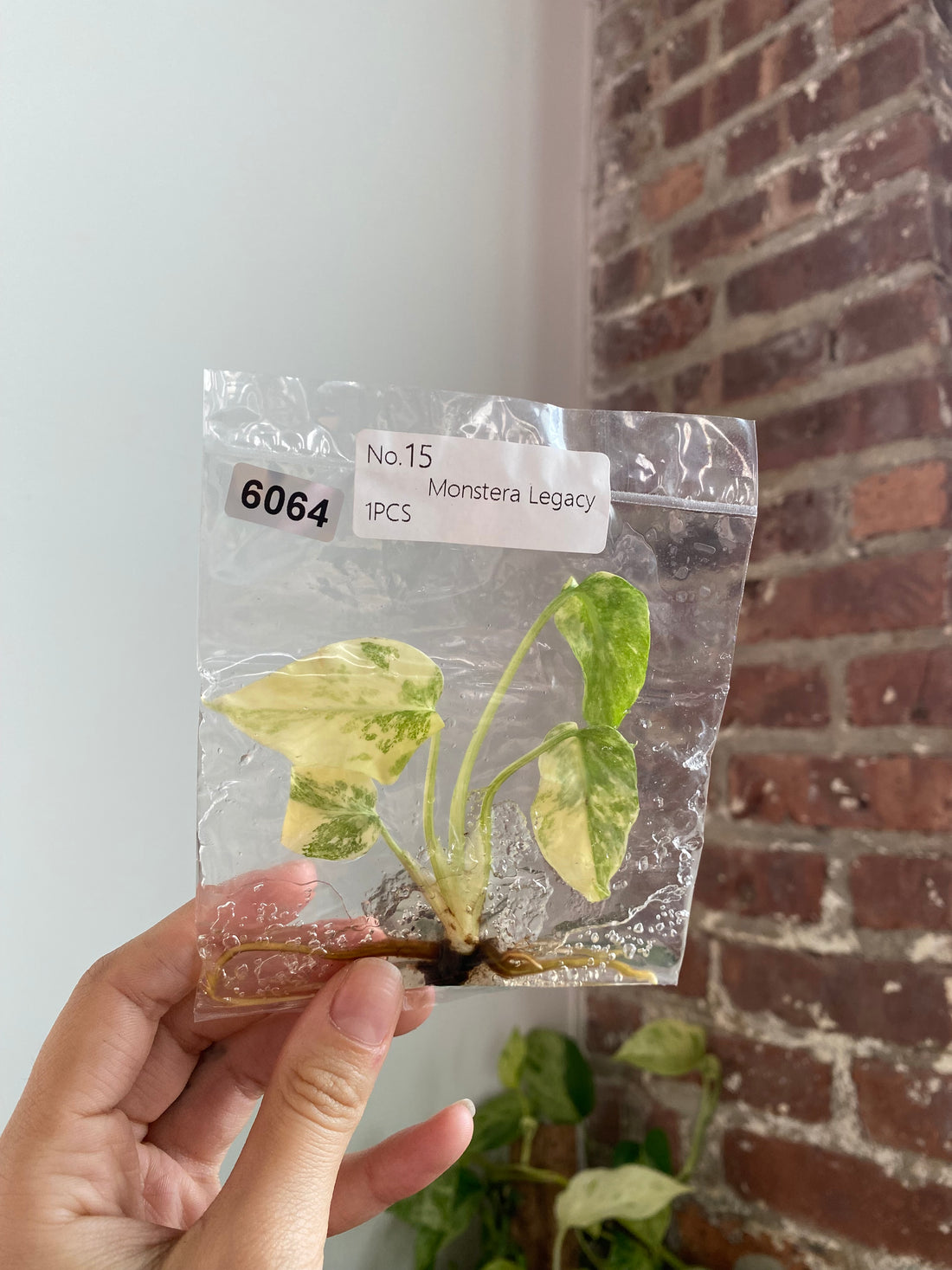 Monstera Legacy TC 6064