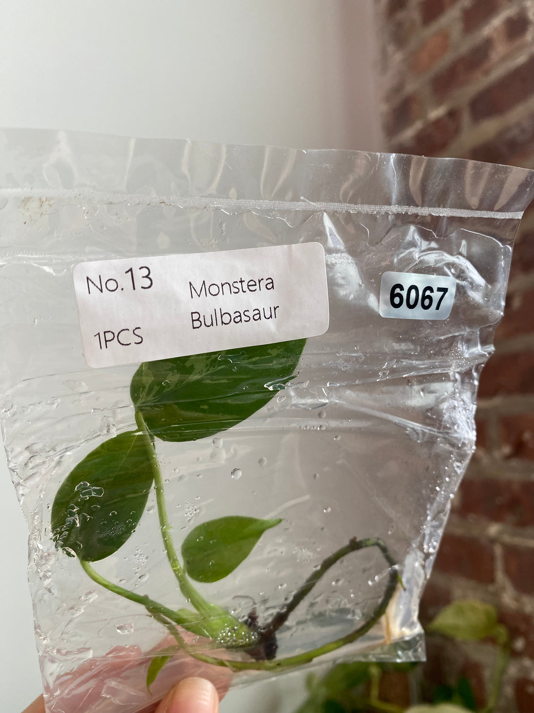 Monstera Bulbasaur TC 6067
