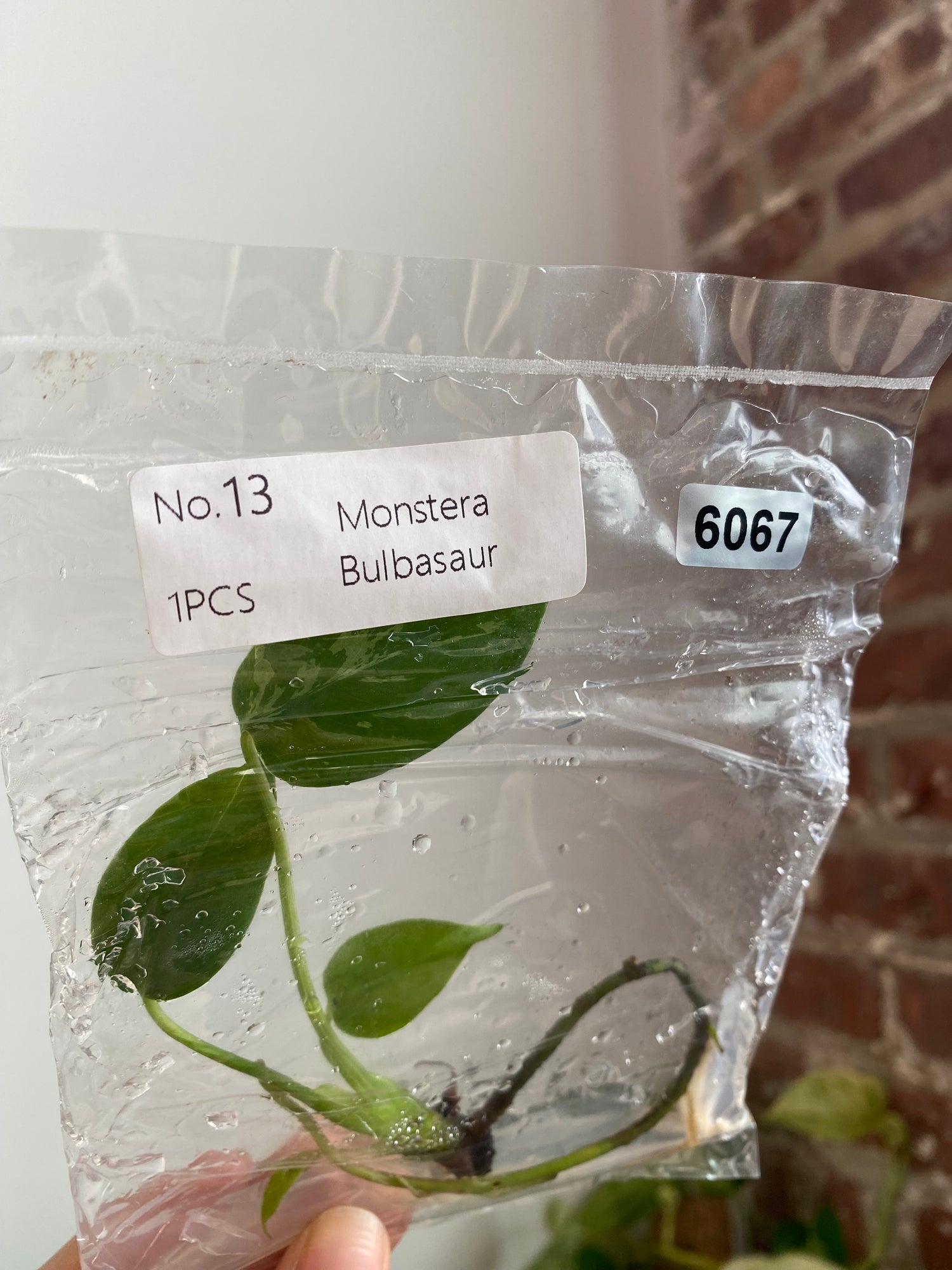 Monstera Bulbasaur TC 6067