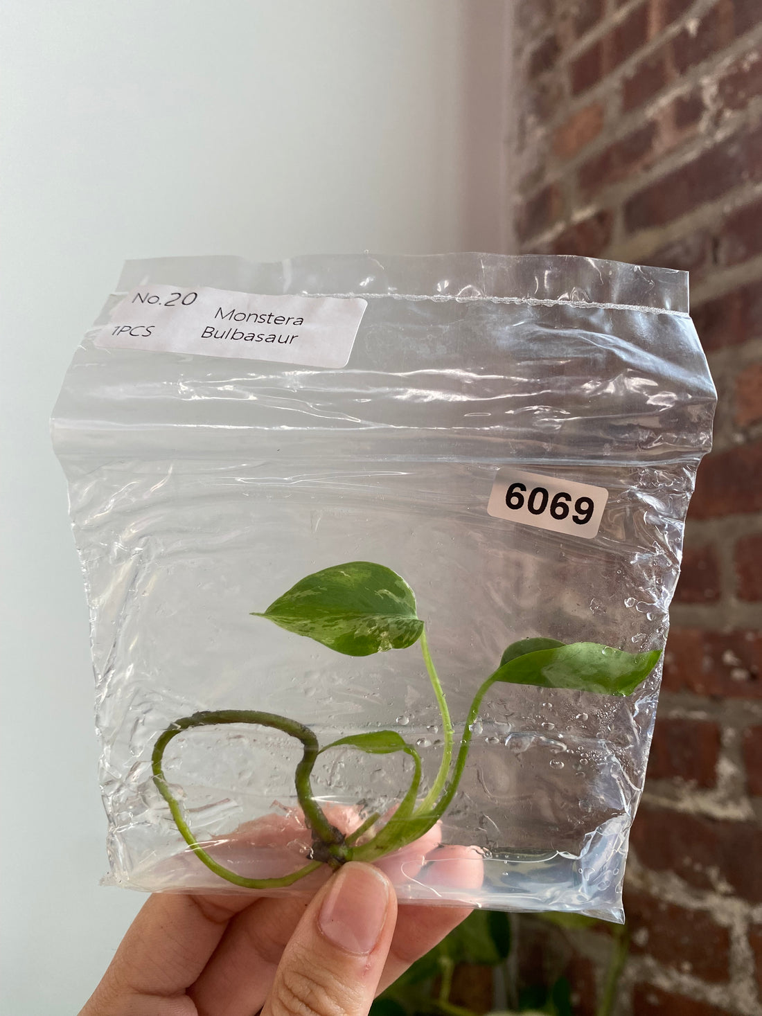 Monstera Bulbasaur TC 6069