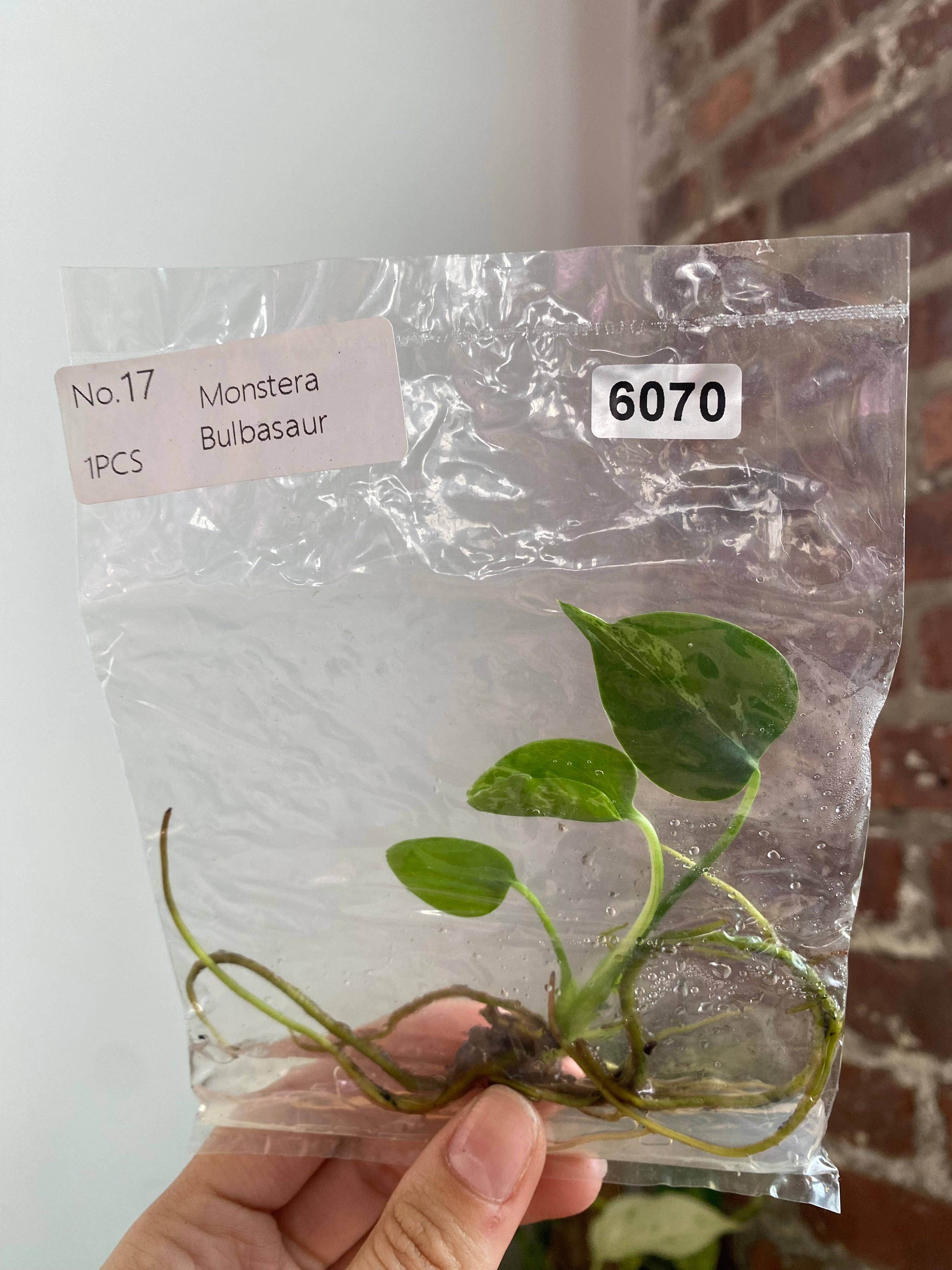 Monstera Bulbasaur TC 6070