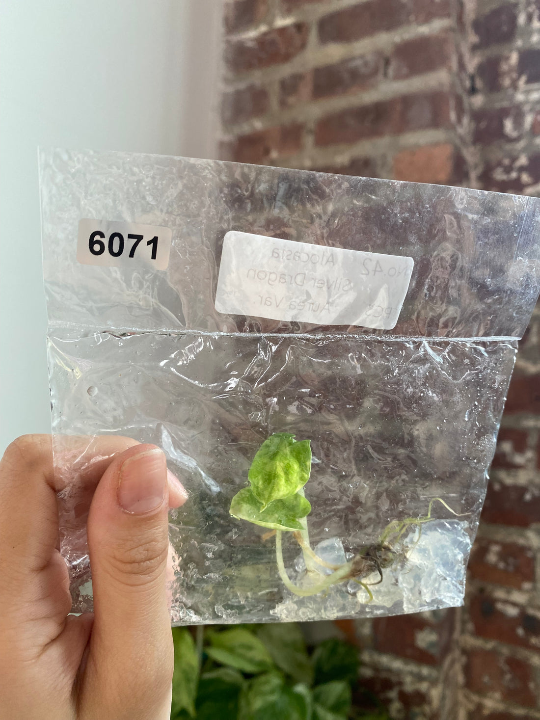 Silver Dragon Aurea TC 6071