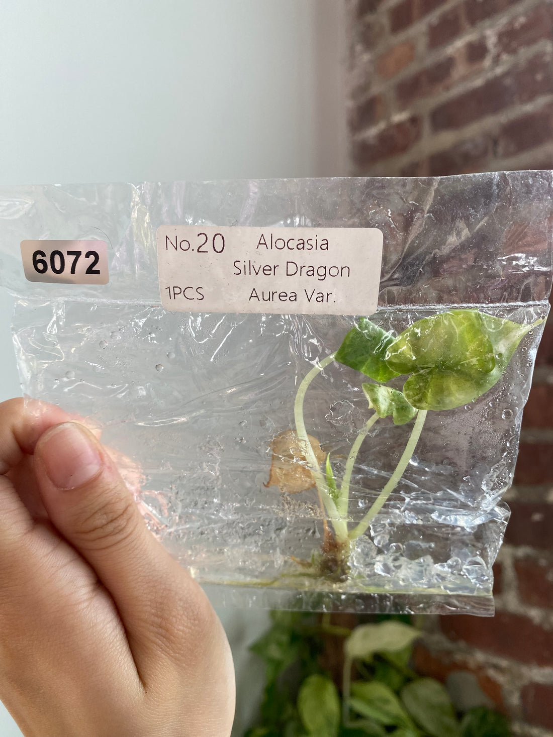 Silver Dragon Aurea TC 6072