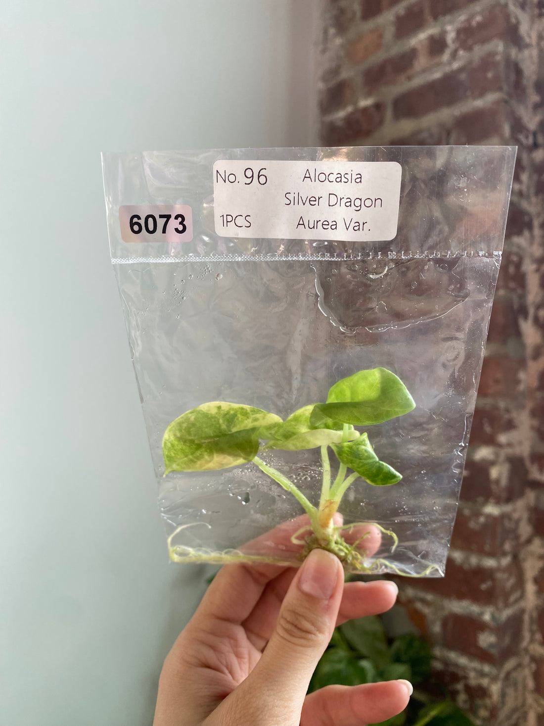 Silver Dragon Aurea TC 6073