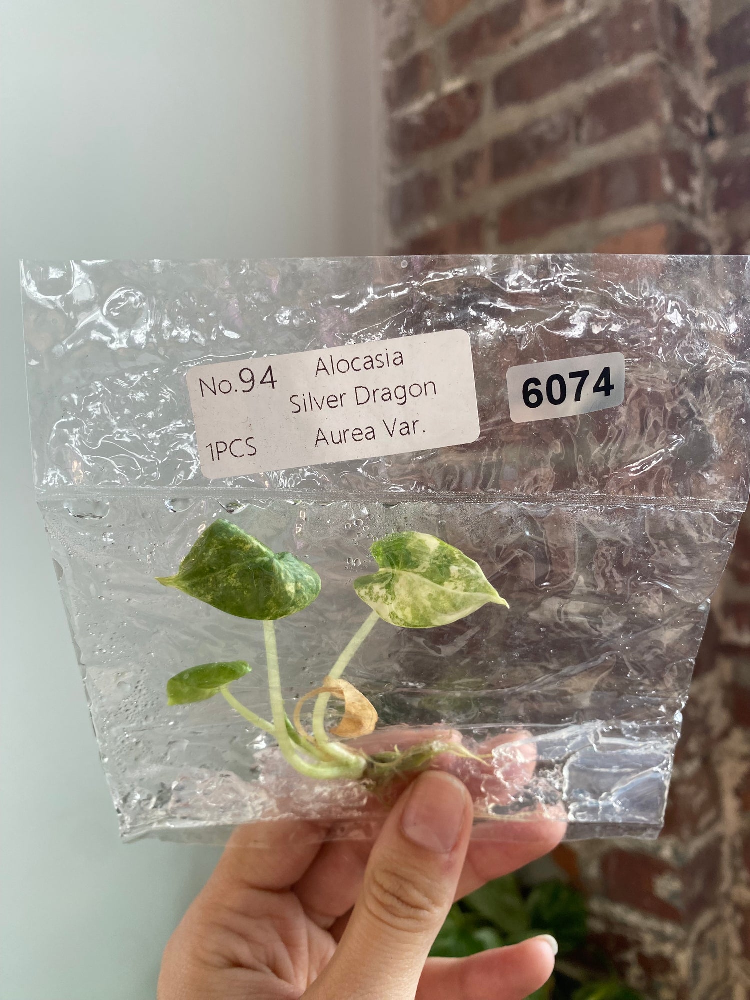 Silver Dragon Aurea TC 6074