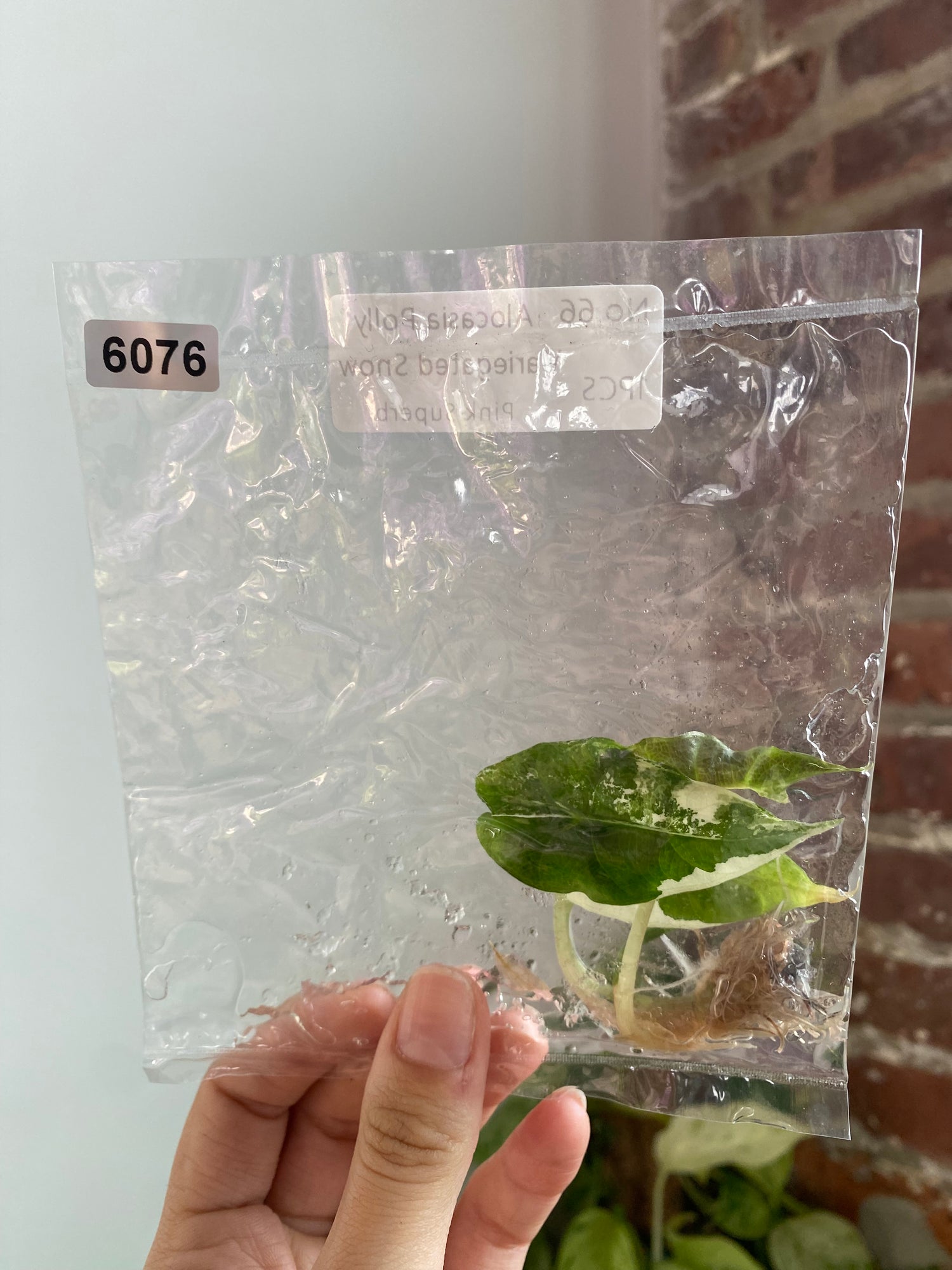 Alocasia Polly Snow Pink TC 6076