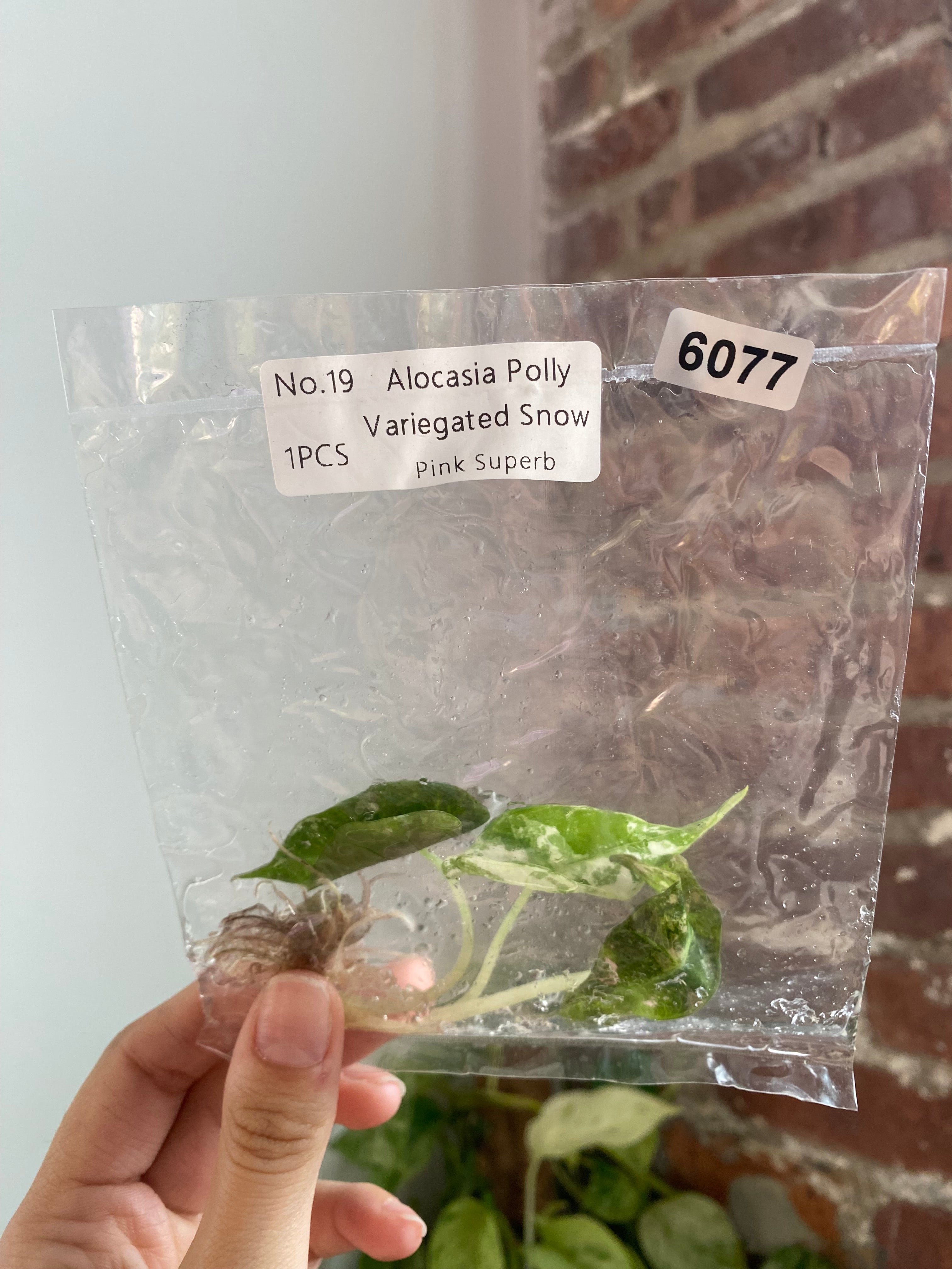 Alocasia Polly Snow Pink TC 6077