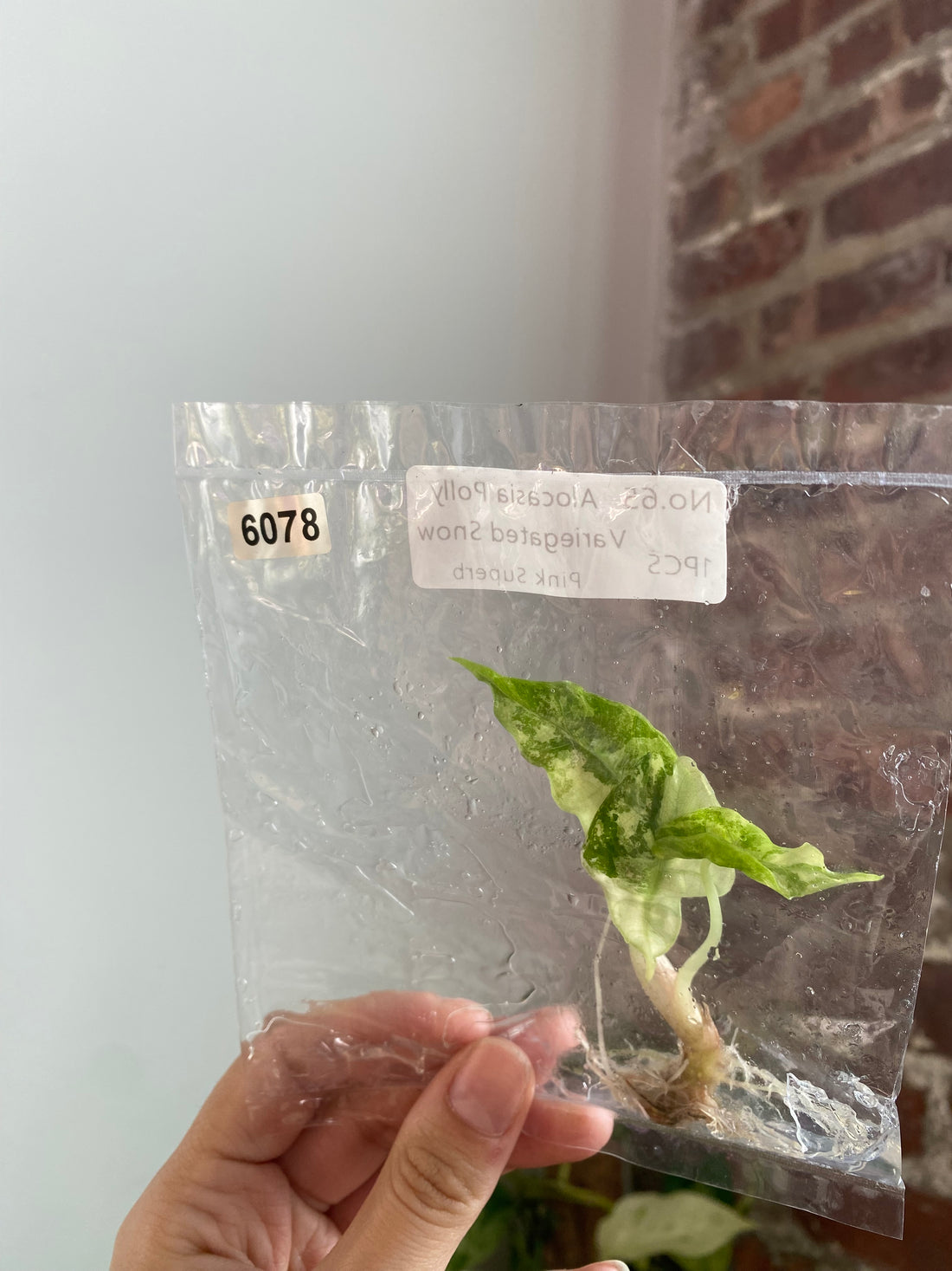 Alocasia Polly Snow Pink TC 6078