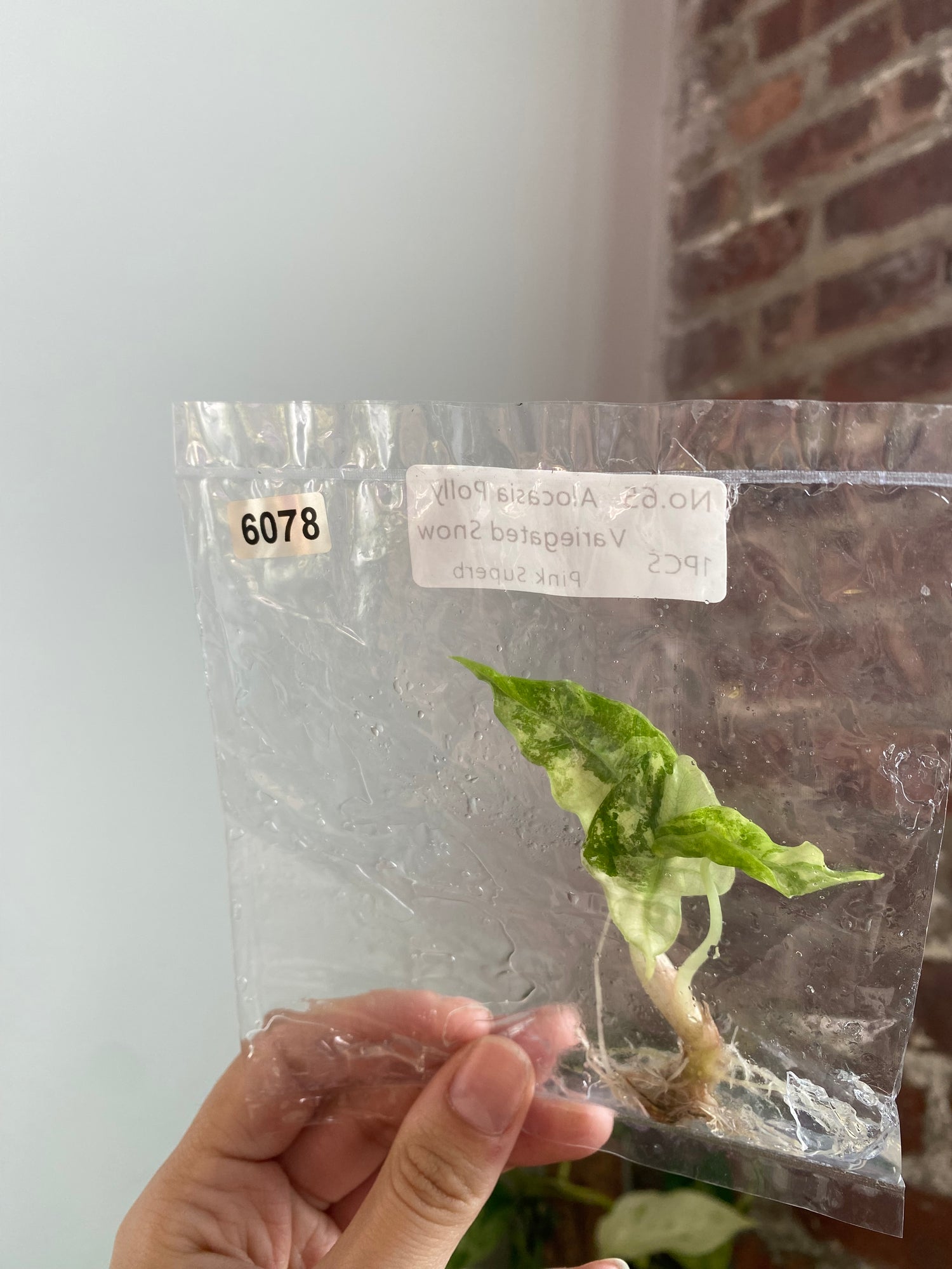 Alocasia Polly Snow Pink TC 6078