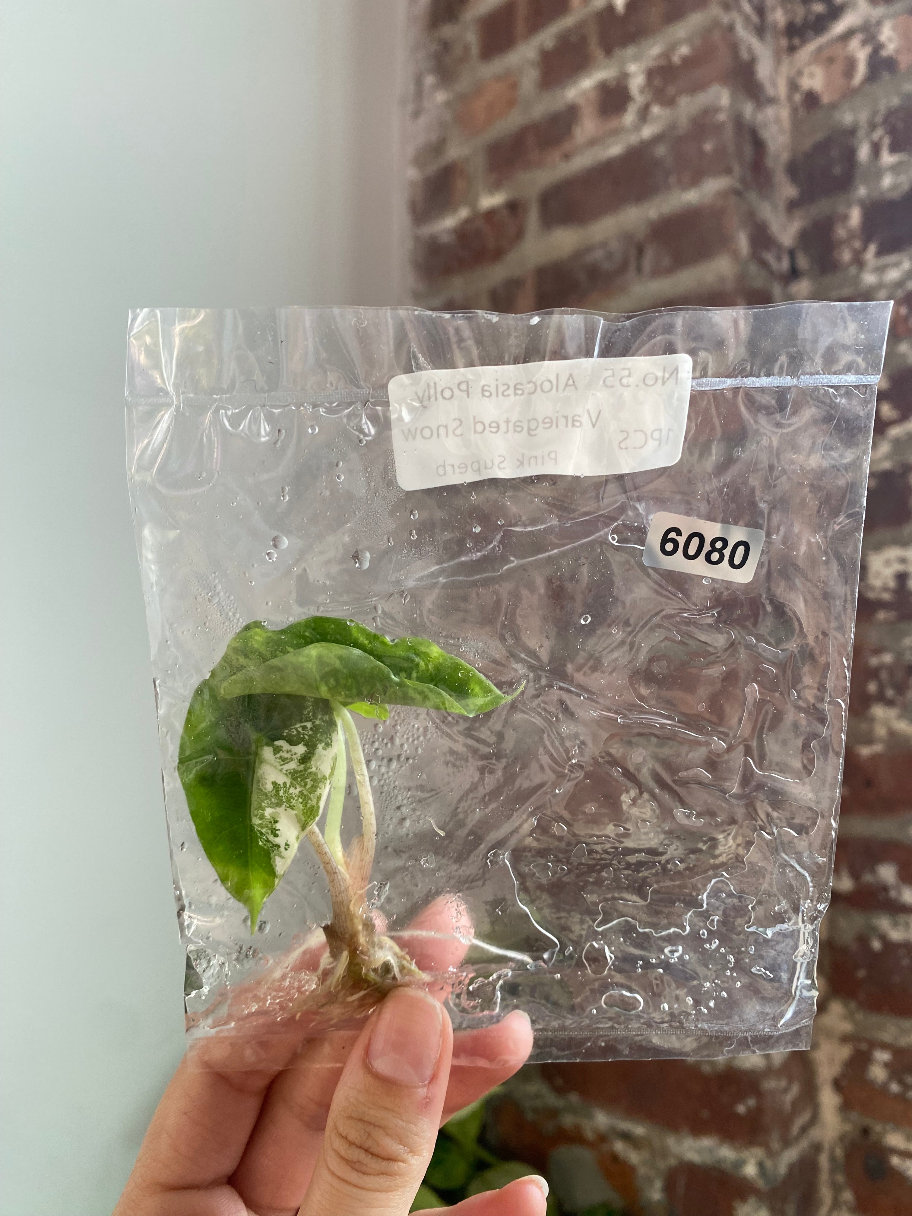 Alocasia Polly Snow Pink TC 6080