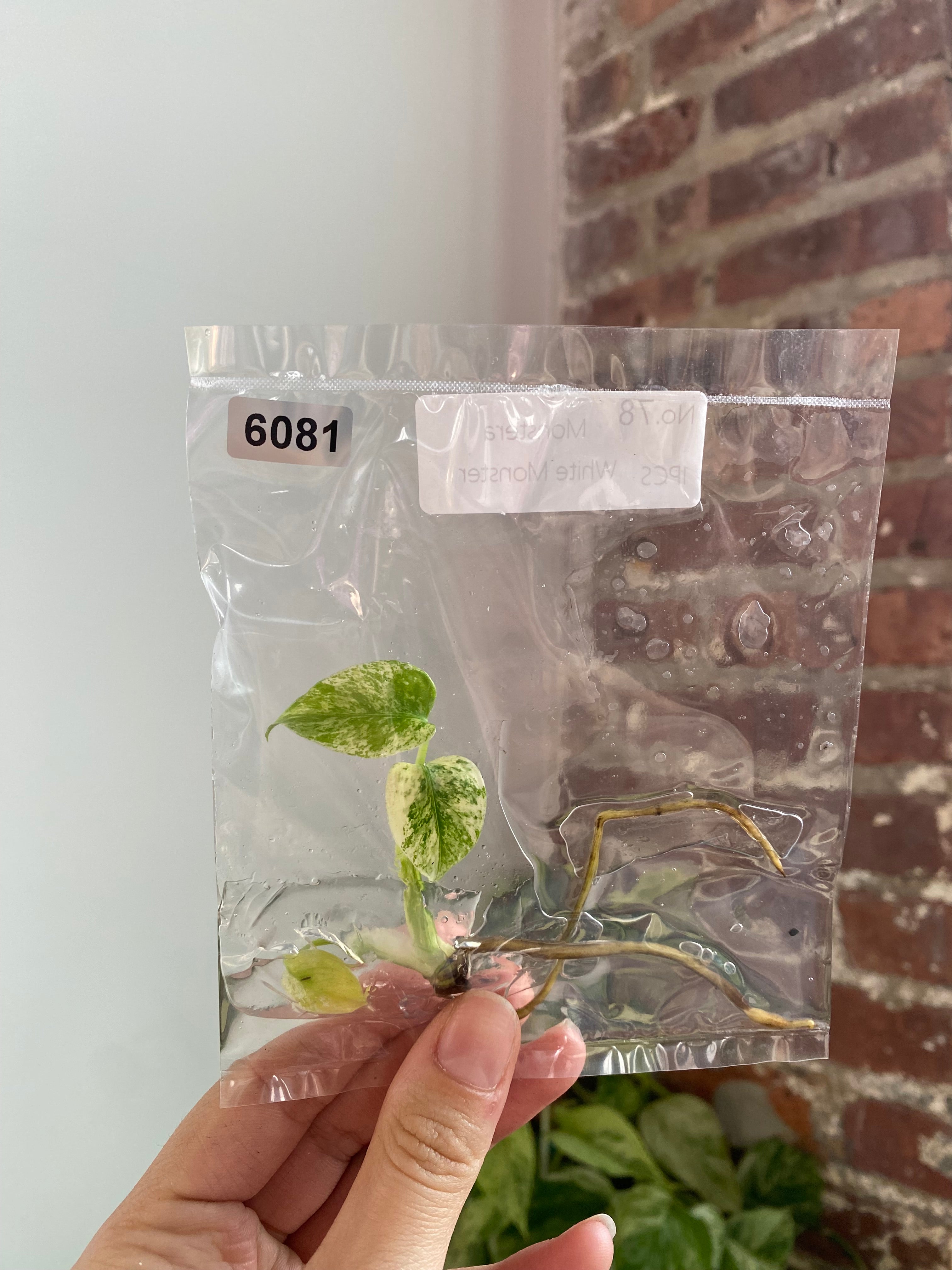 Monstera White Monster TC 6081