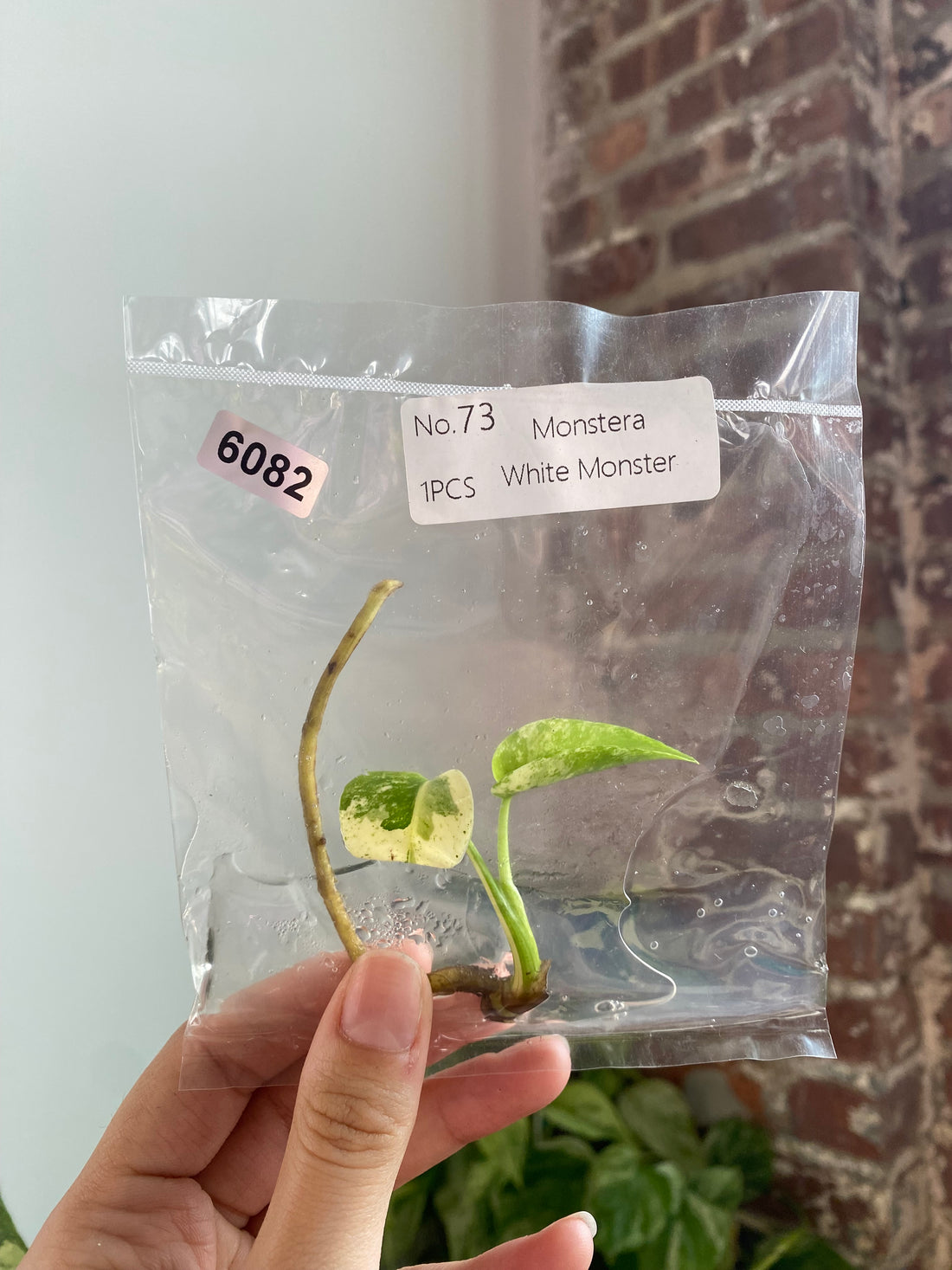 Monstera White Monster TC 6082