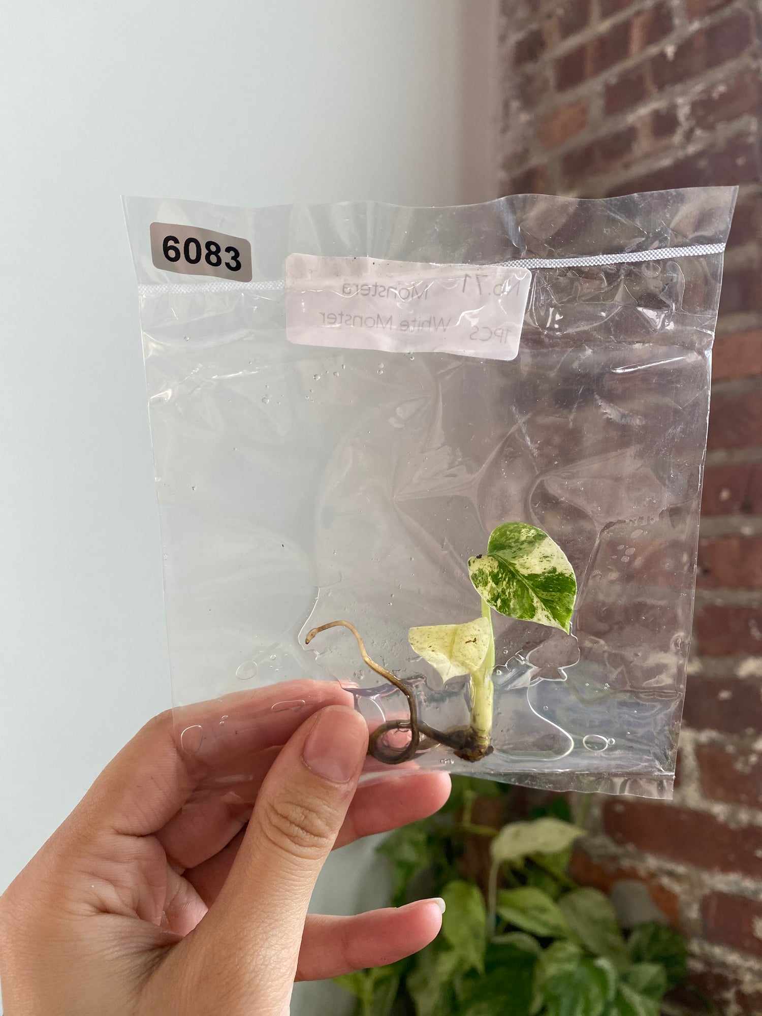 Monstera White Monster TC 6083