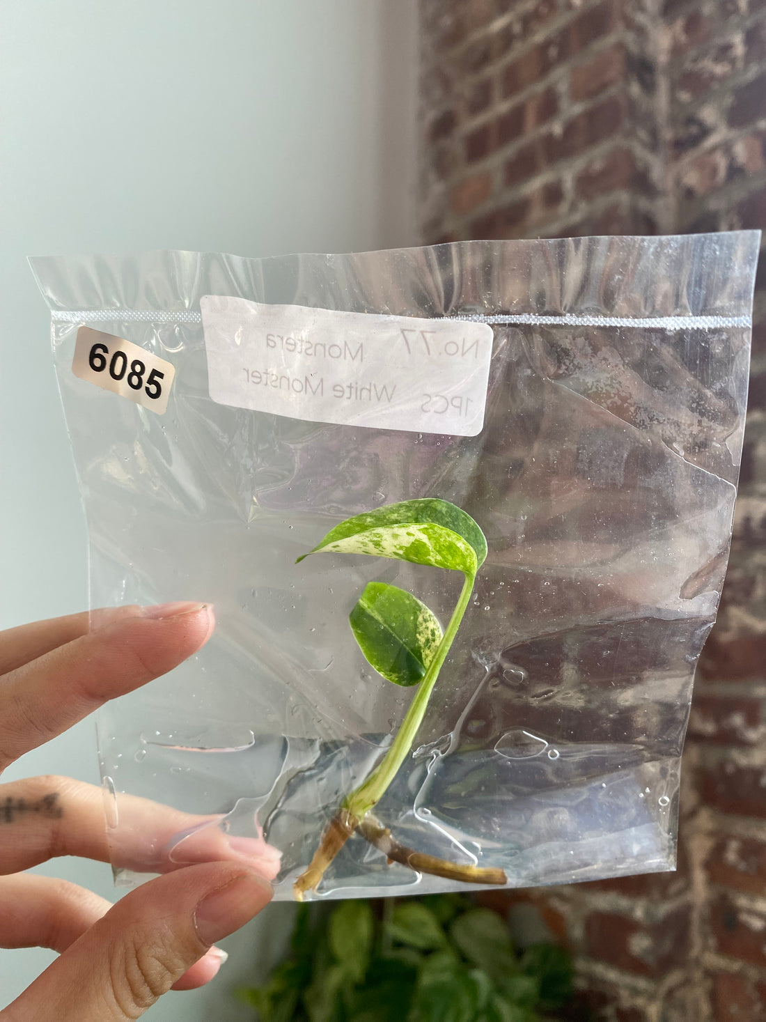 Monstera White Monster TC 6085