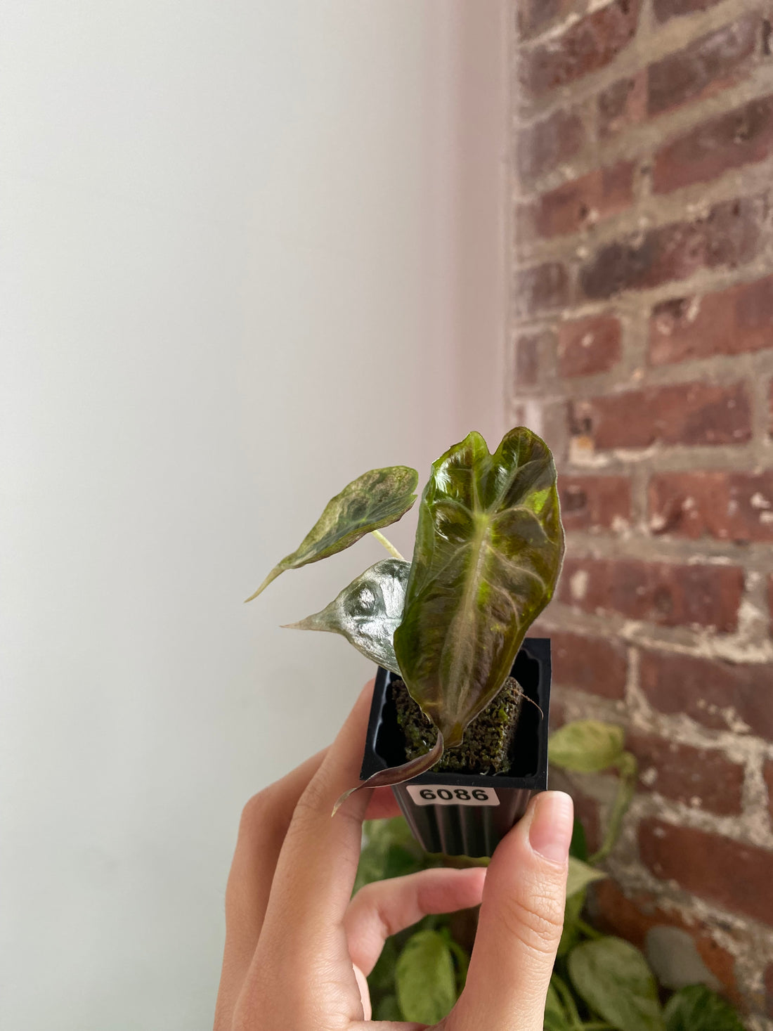 Alocasia Venom 6086