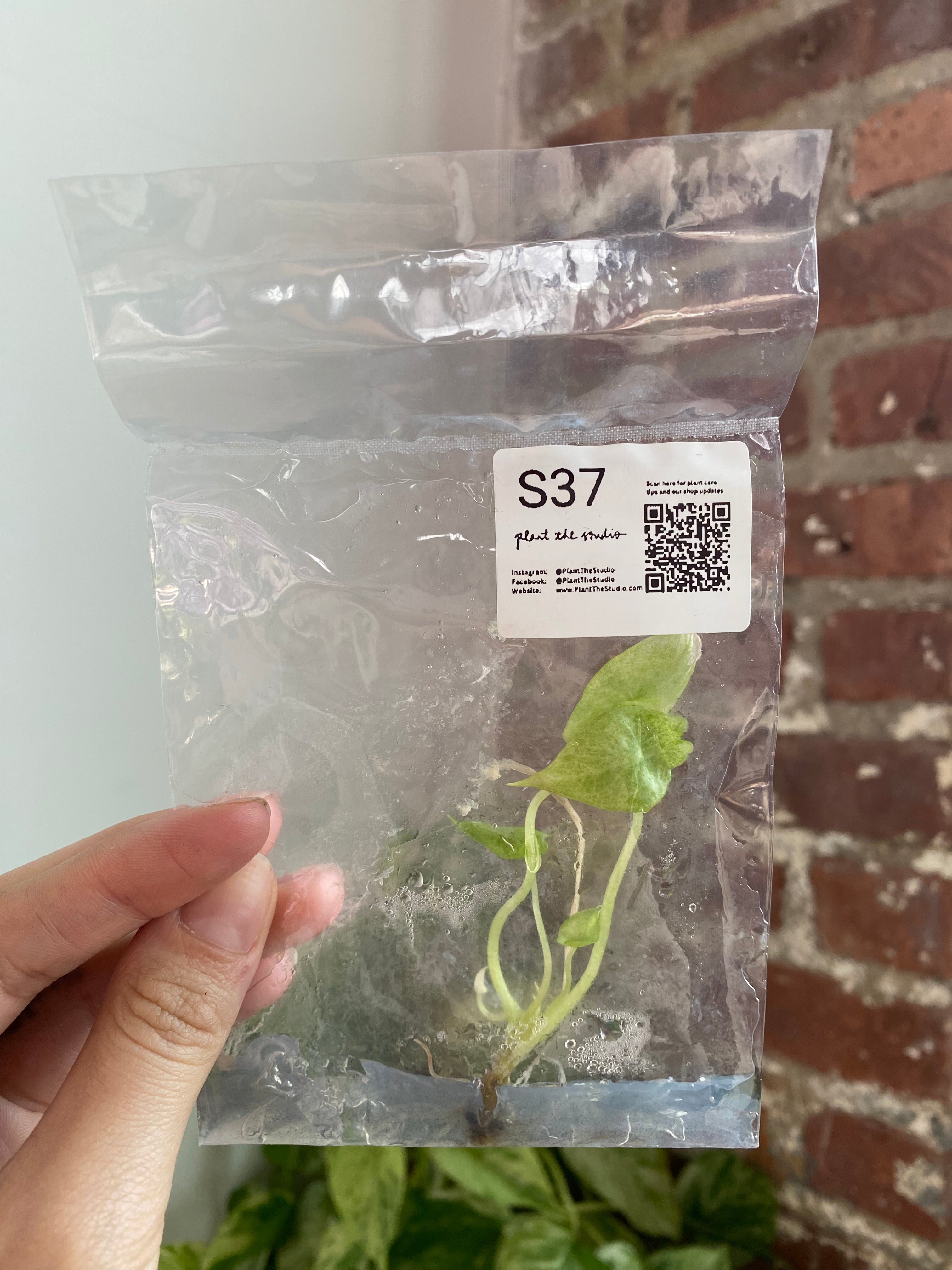 Alocasia Scalprum Mint TCS37