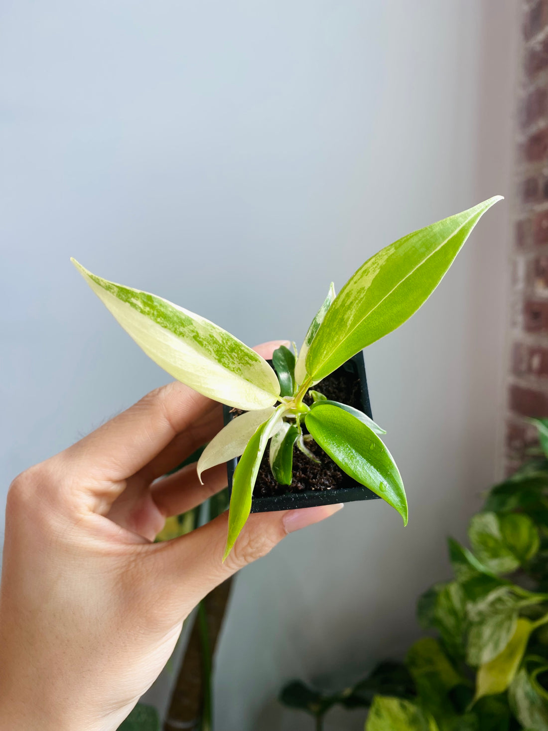 Philodendron Florida Beauty x Tortum Var. 