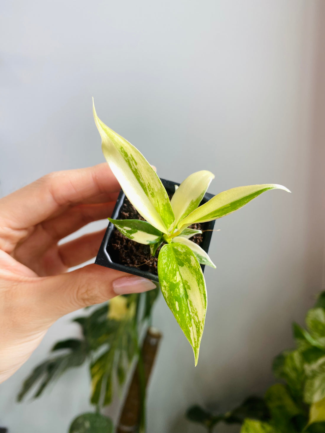 Philodendron Florida Beauty x Tortum Var. 
