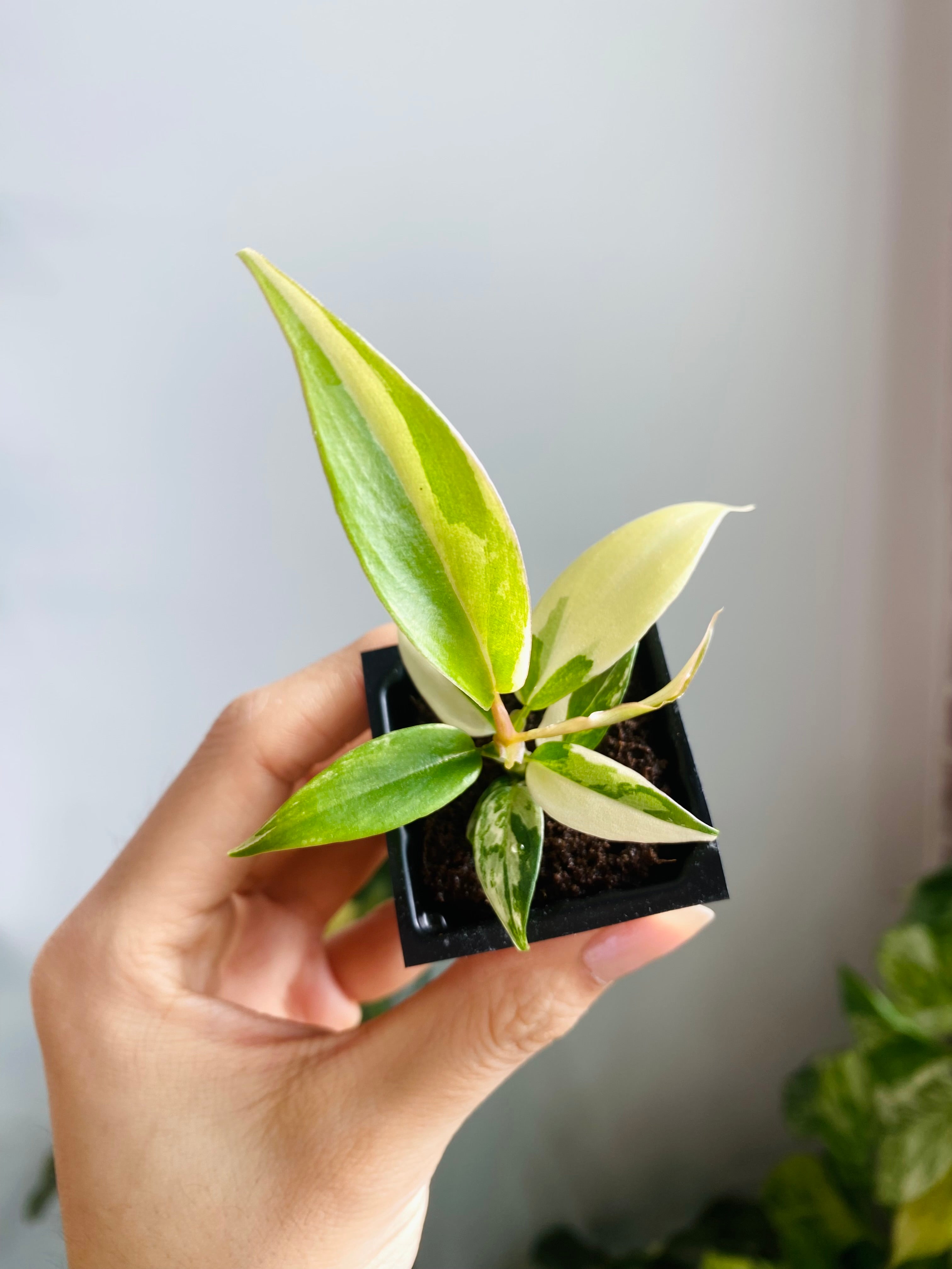 Philodendron Florida Beauty x Tortum Var. 