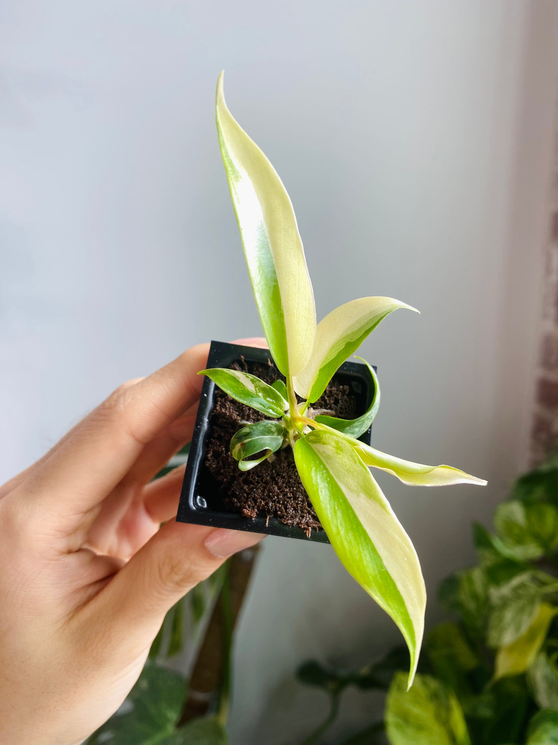 Philodendron Florida Beauty x Tortum Var. 