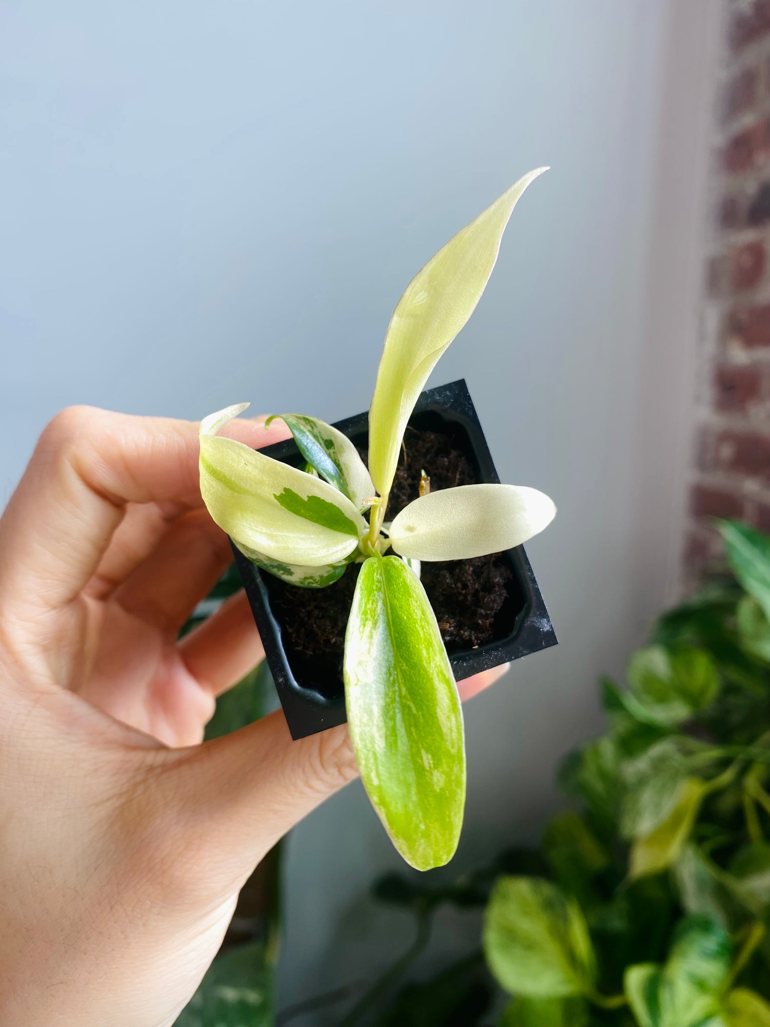Philodendron Florida Beauty x Tortum Var. 