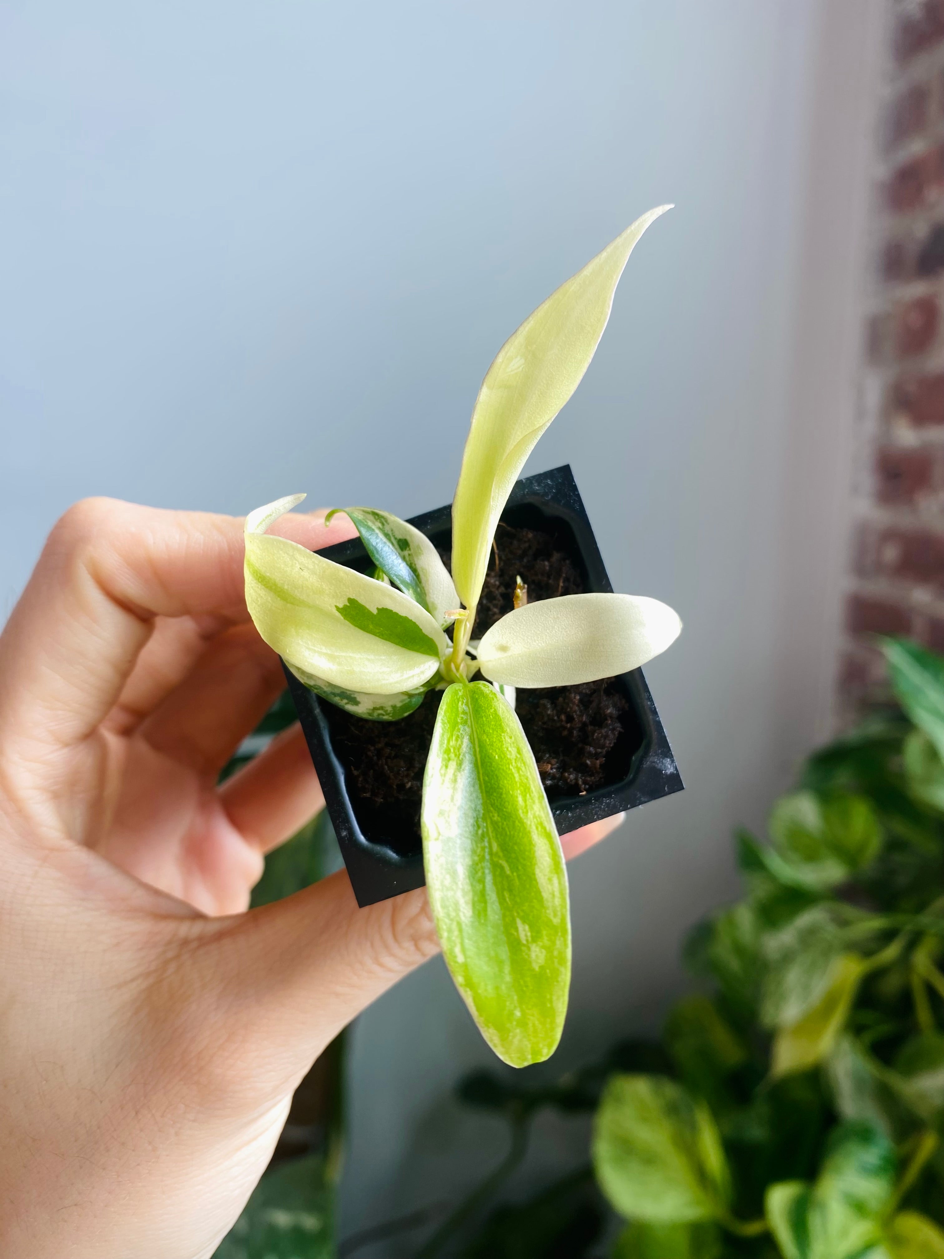 Philodendron Florida Beauty x Tortum Var. 