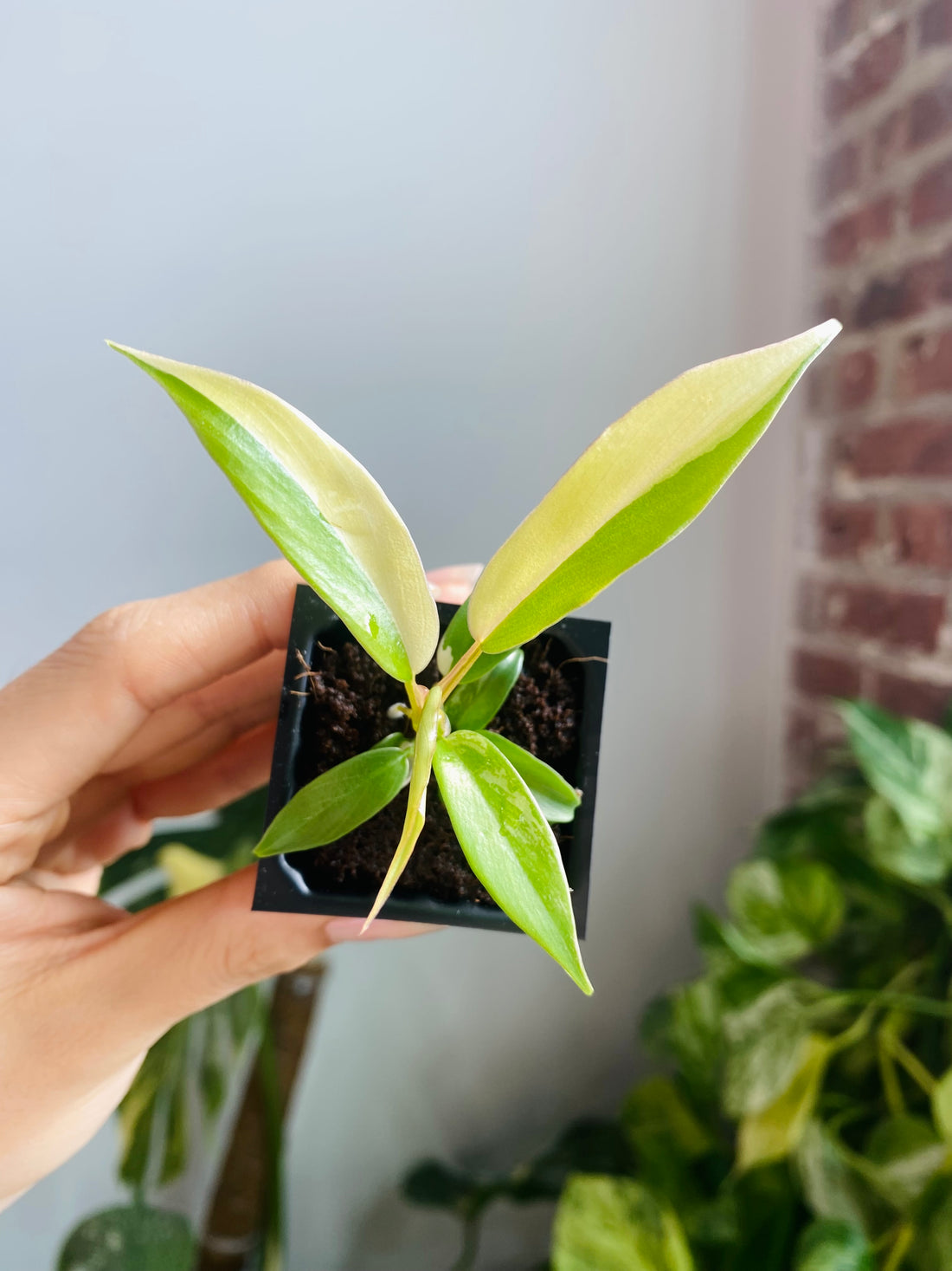 Philodendron Florida Beauty x Tortum Var. 