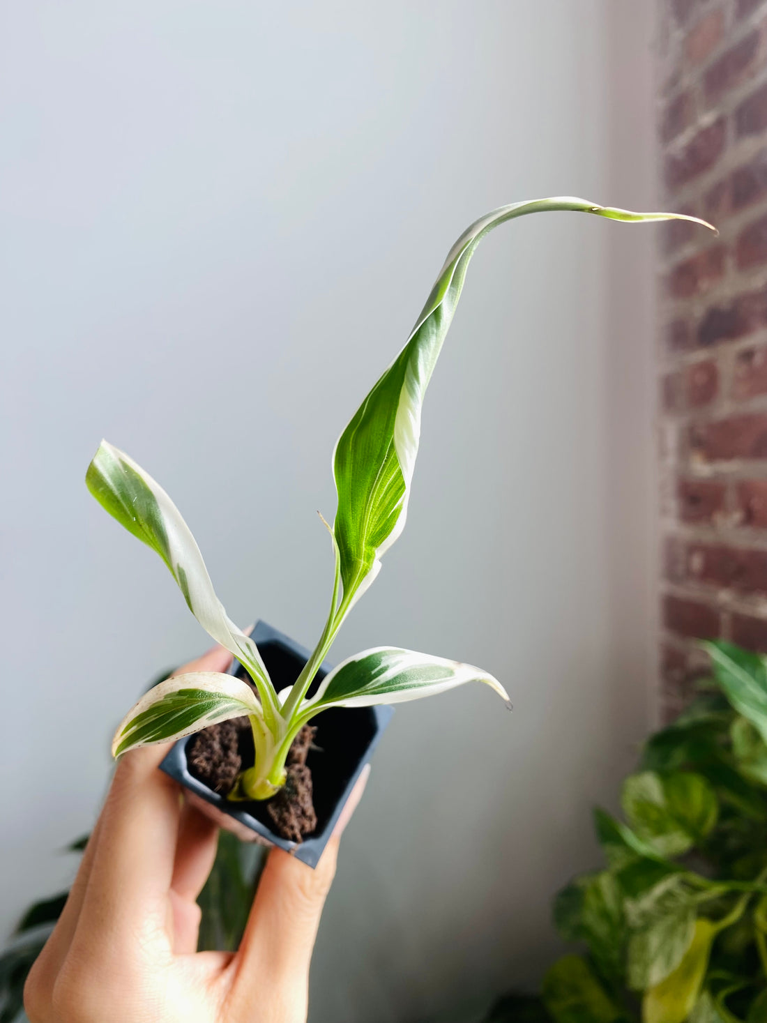 Musa Banana Florida 