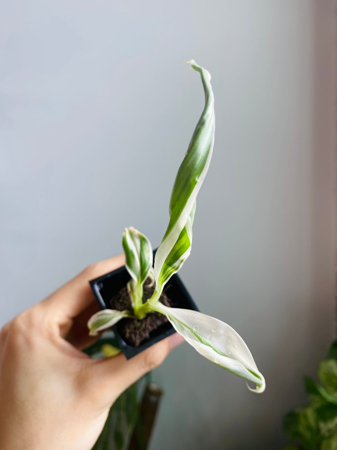 Musa Banana Florida 