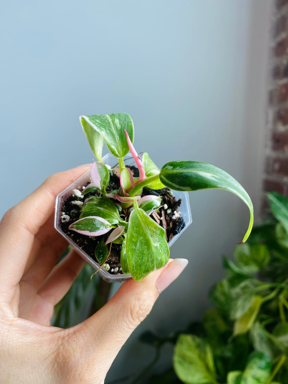 Philodendron White Princess (Pink Var. ) 