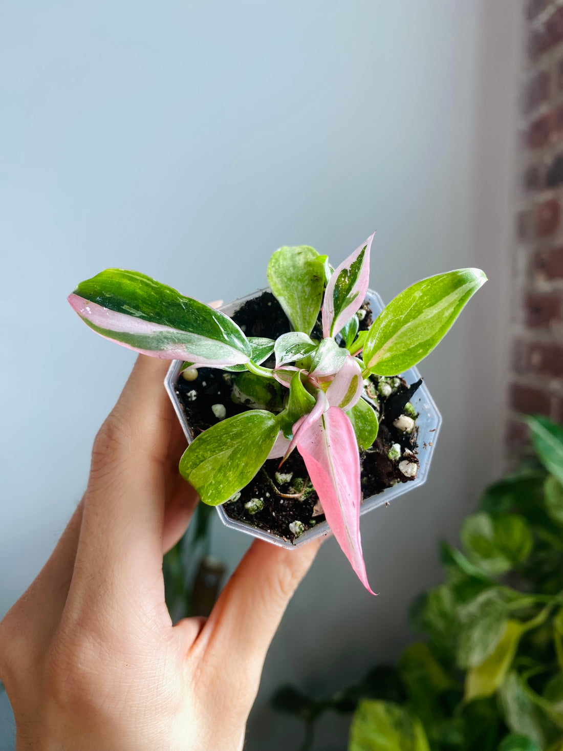 Philodendron White Princess (Pink Var. ) 